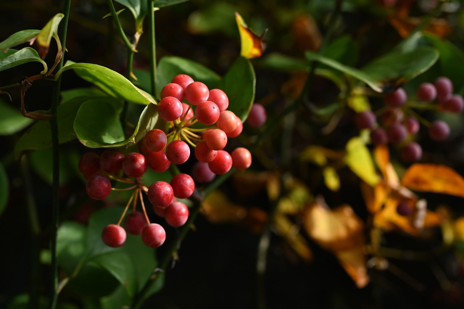 サルトリイバラ（猿捕茨） - 庭木図鑑 植木ペディア