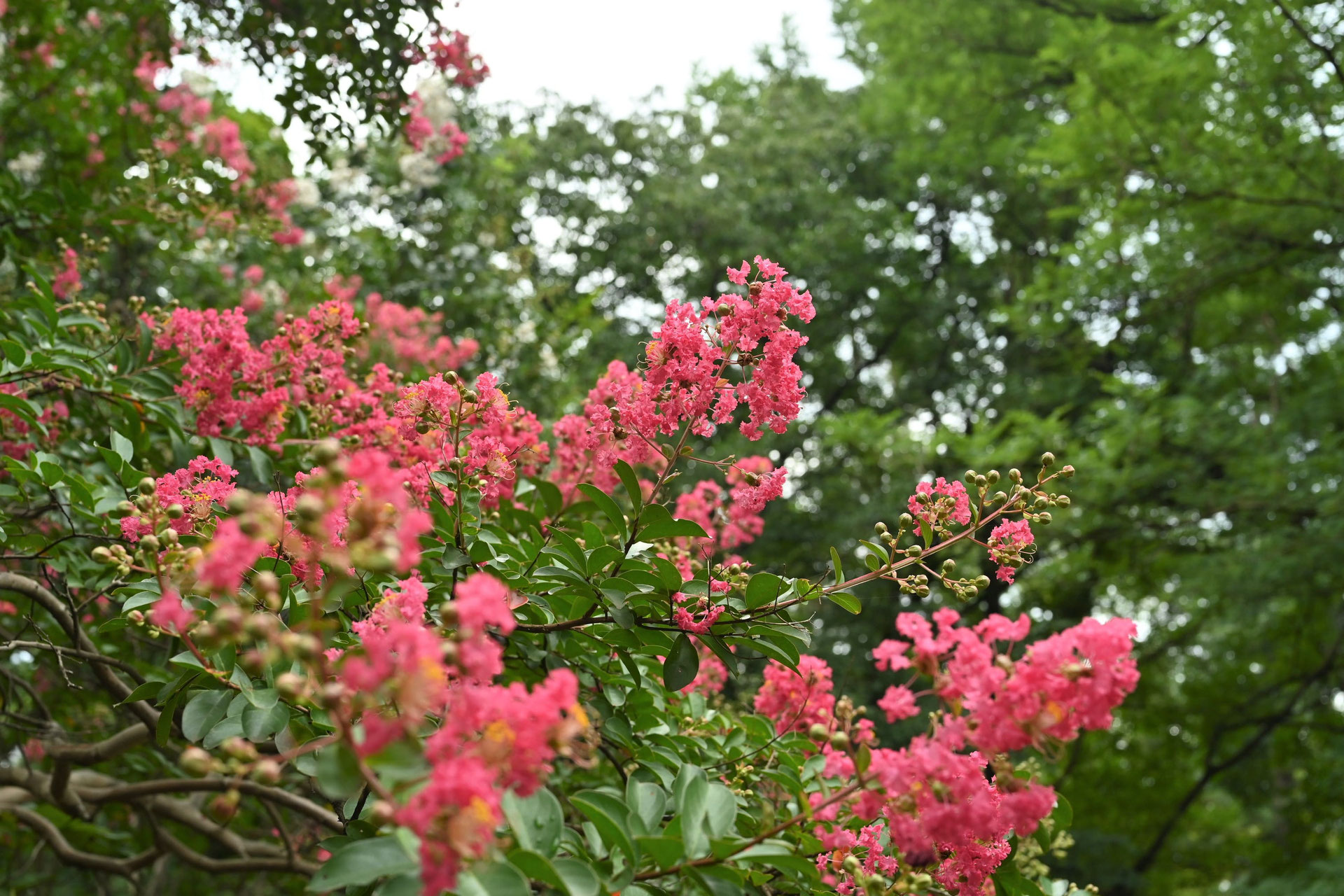 すべての花の画像 ベスト50 百日紅 種類 名前 すべての花の画像 ベスト50 百日紅 種類 名前