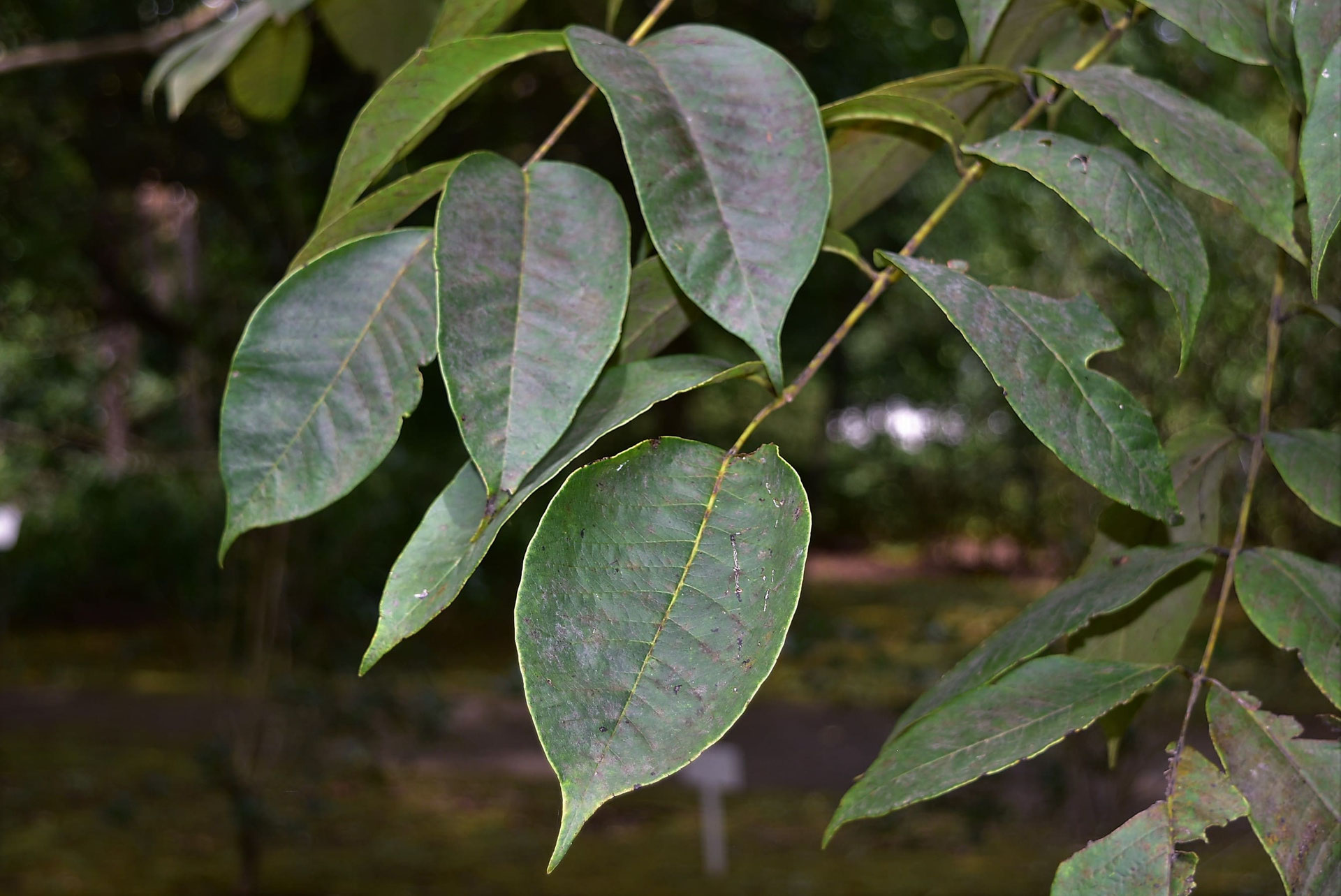 ウルシ(漆) 庭木図鑑 植木ペディア ウルシ(漆) 庭木図鑑 植木ペディア