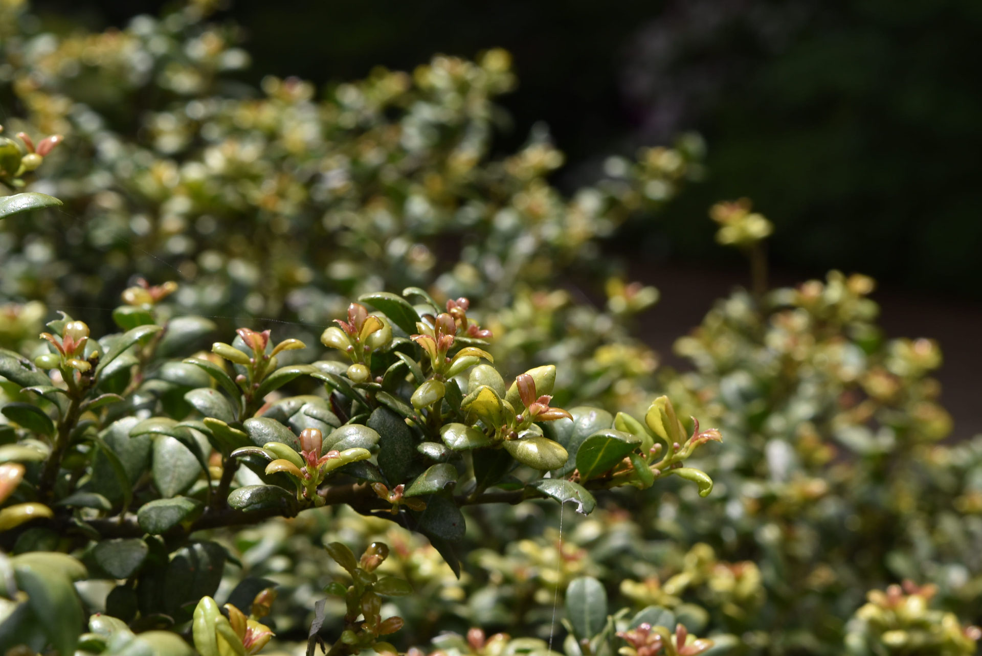 マメツゲ 豆柘植 庭木図鑑 植木ペディア マメツゲ 豆柘植 庭木図鑑 植木ペディア