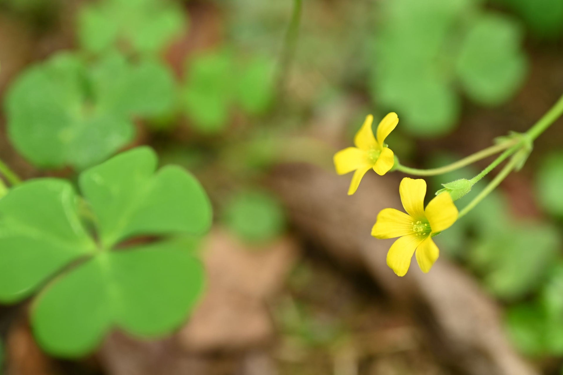 たばみ カタバミ／かたばみ／片喰 - 庭木図鑑 植木ペディア