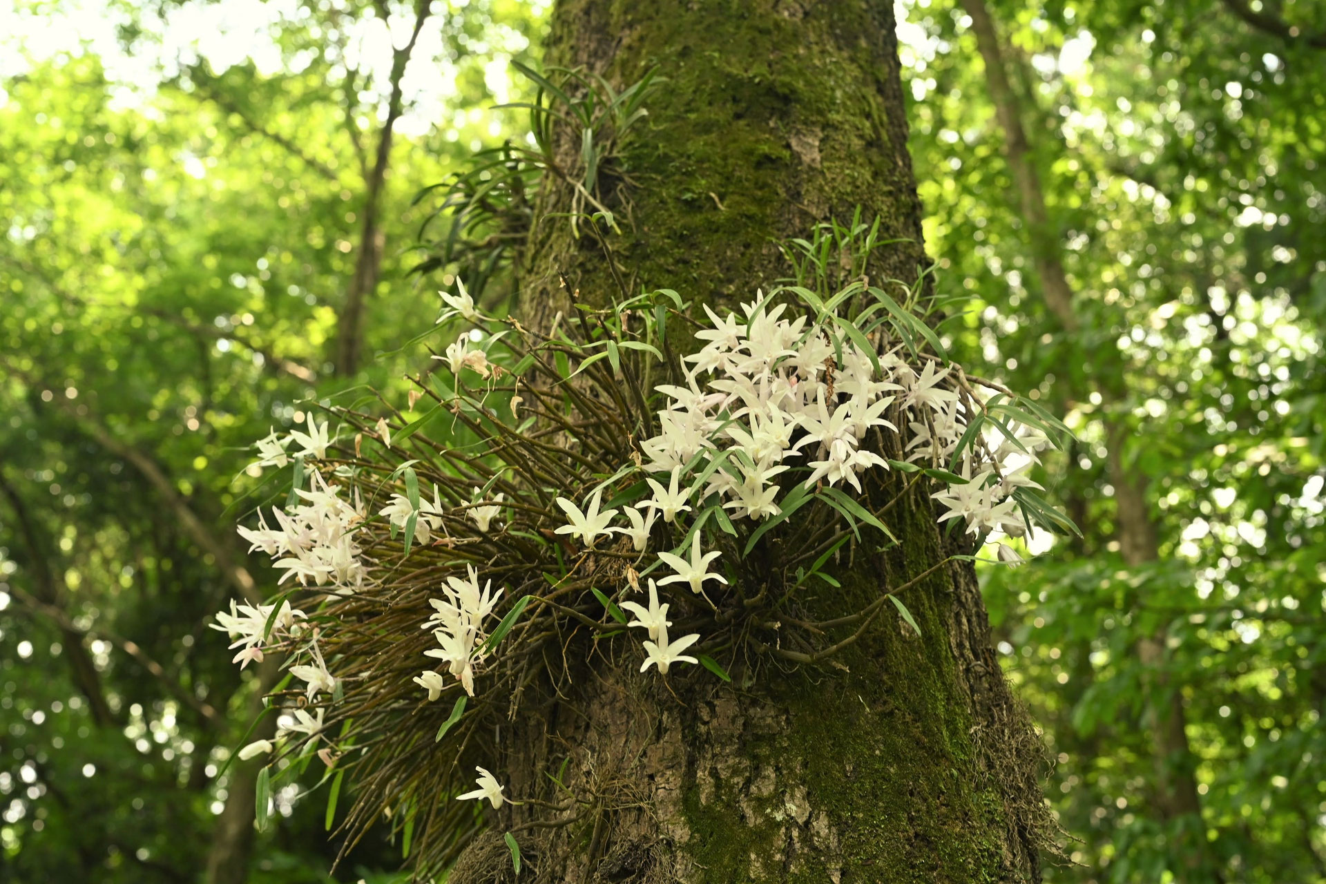 ラン科の植物 樹木に着生 セッコクの大株です　横30cm 縦20cm ラン科の植物 樹木に着生 セッコクの大株です 横30cm 縦20cm