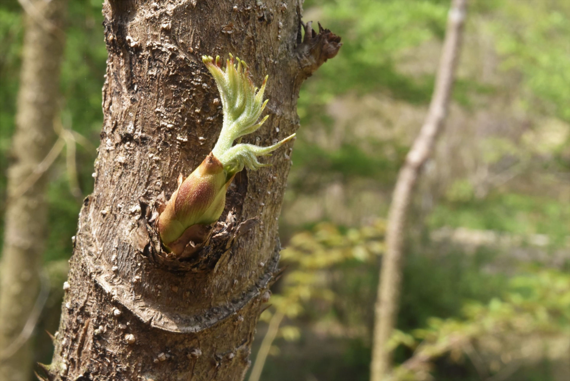 たらんぼの木 タラの木-たらのき.jpg