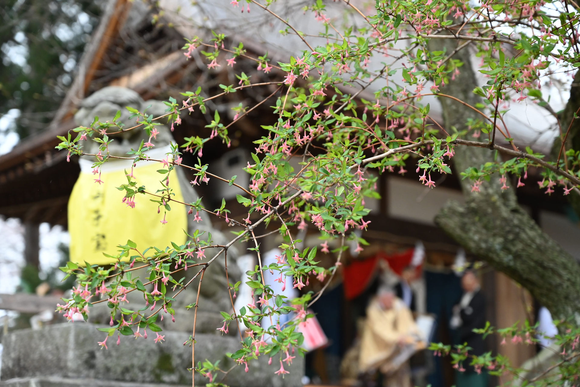 ウグイスカグラ 鶯神楽 庭木図鑑 植木ペディア ウグイスカグラ 鶯神楽 庭木図鑑 植木ペディア