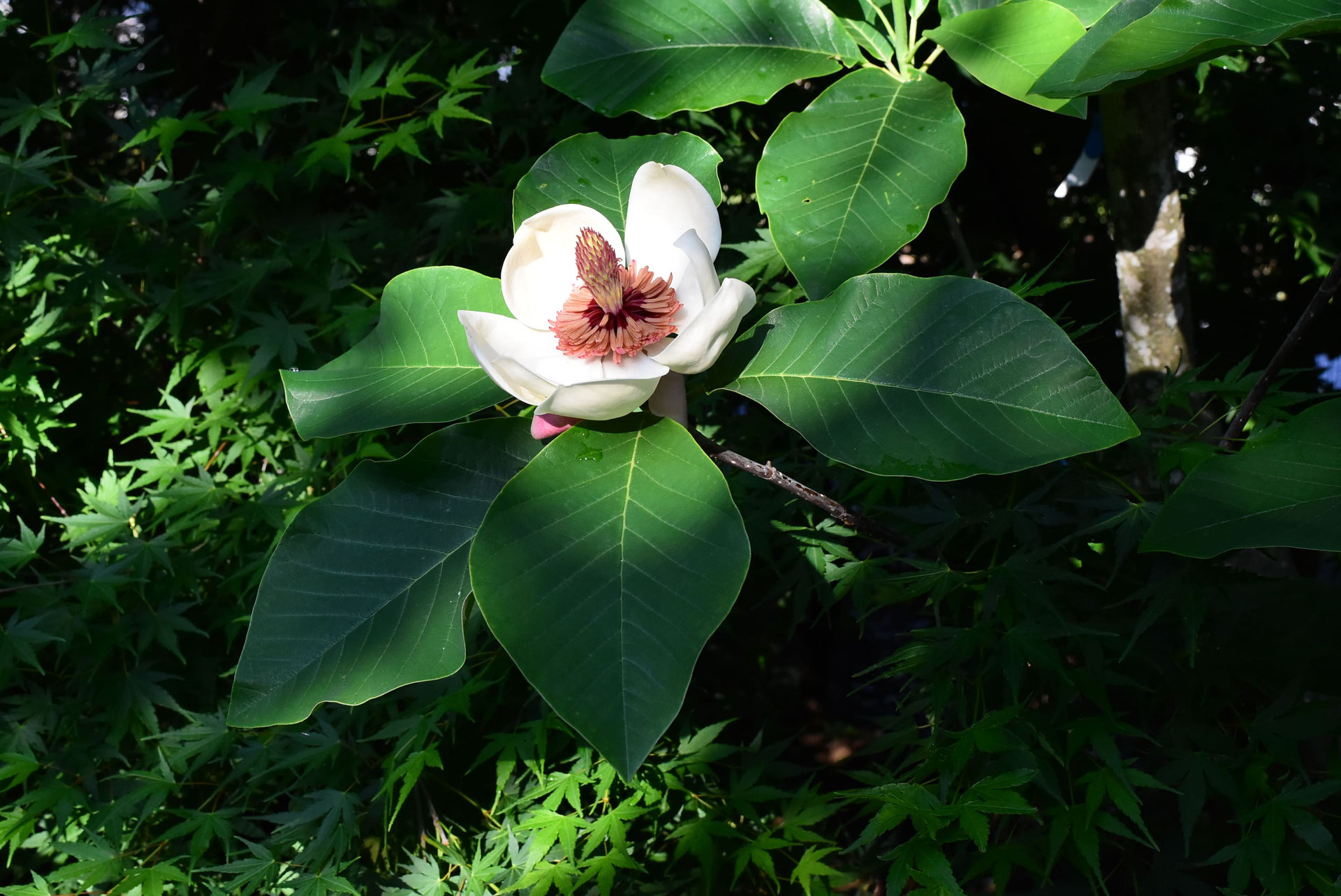 ウケザキオオヤマレンゲ 受咲大山蓮華 庭木図鑑 植木ペディア