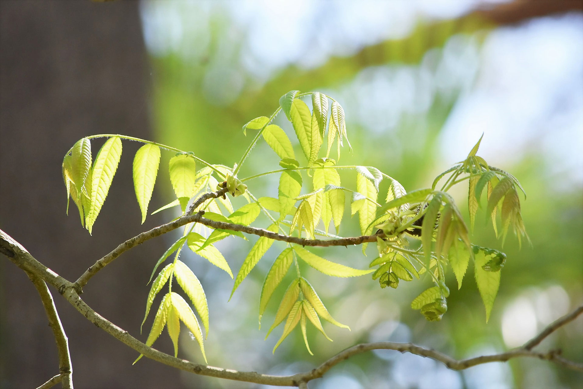 ノグルミ 野胡桃 庭木図鑑 植木ペディア
