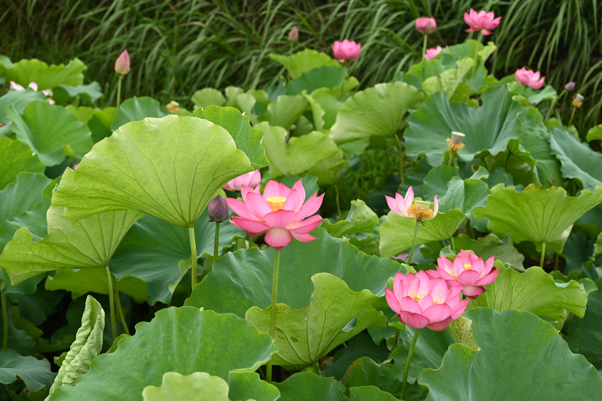 ❤️ 花顔皺葉仙墨 ❤️ ❤️ 花顔皺葉仙墨 ❤️ 【公式通販】