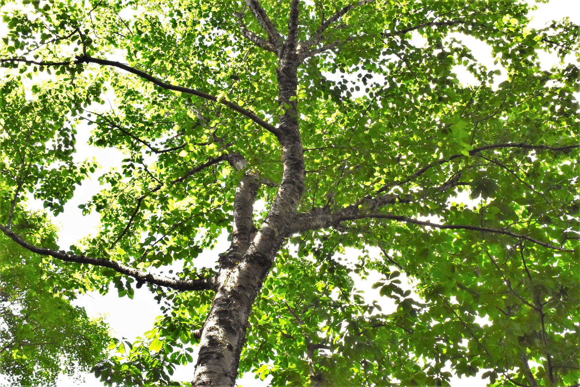 ウダイカンバ 鵜松明樺 庭木図鑑 植木ペディア
