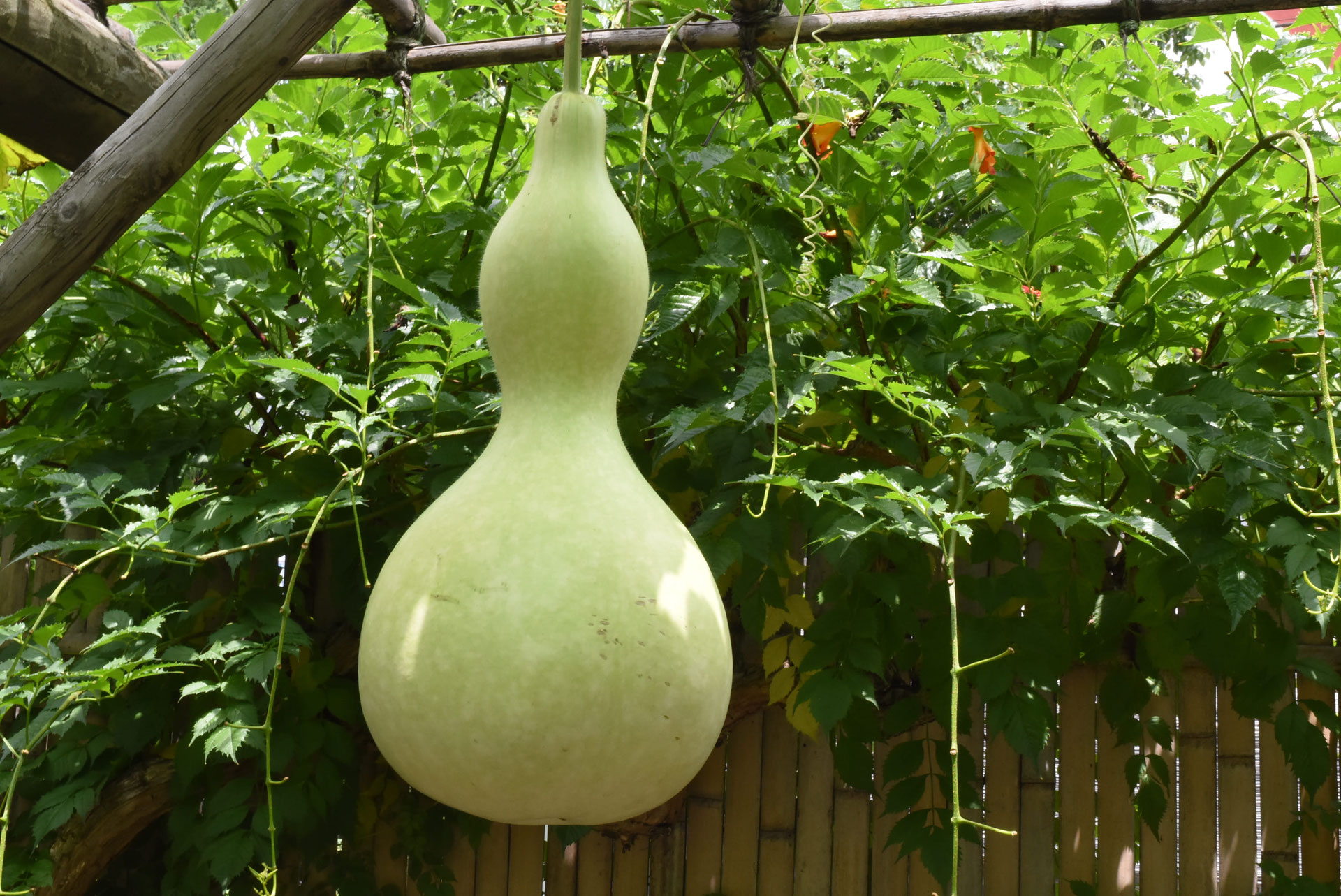 瓢箪　ひょうたん　約152cm Amazon｜乾燥瓢箪 水ワインボトル ひょうたん工芸 カラバッシュ