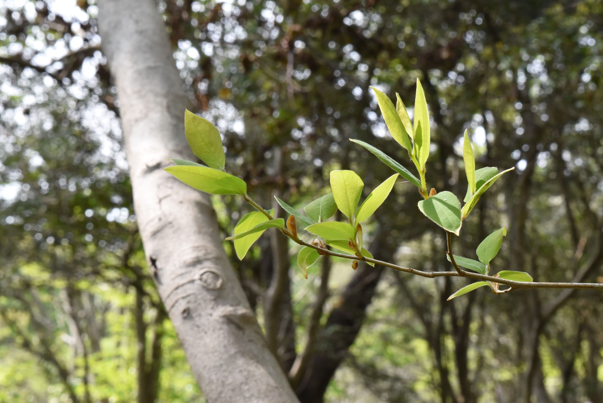 ヤマコウバシ 山香ばし 庭木図鑑 植木ペディア