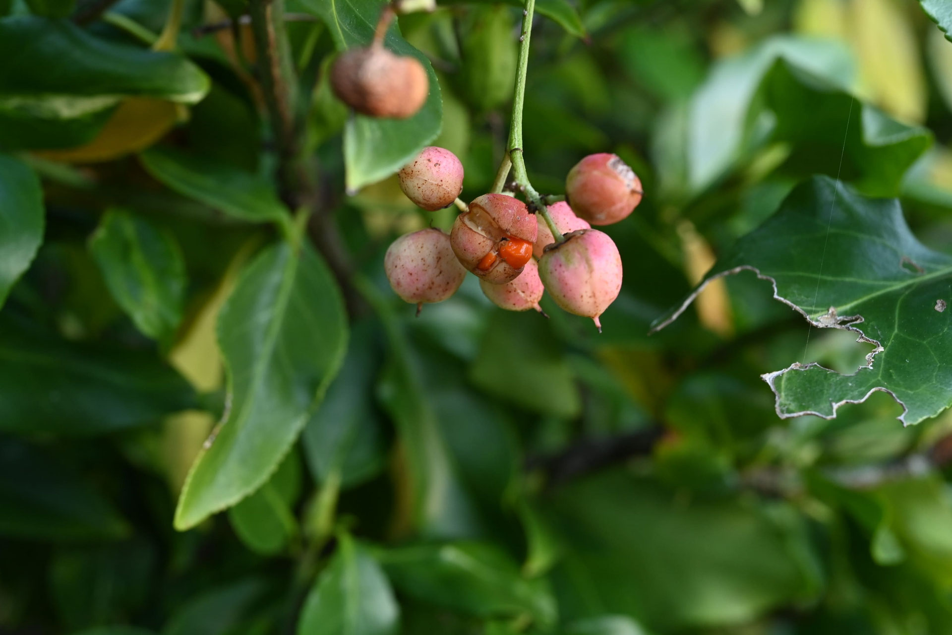 ツルマサキ - 庭木図鑑 植木ペディア