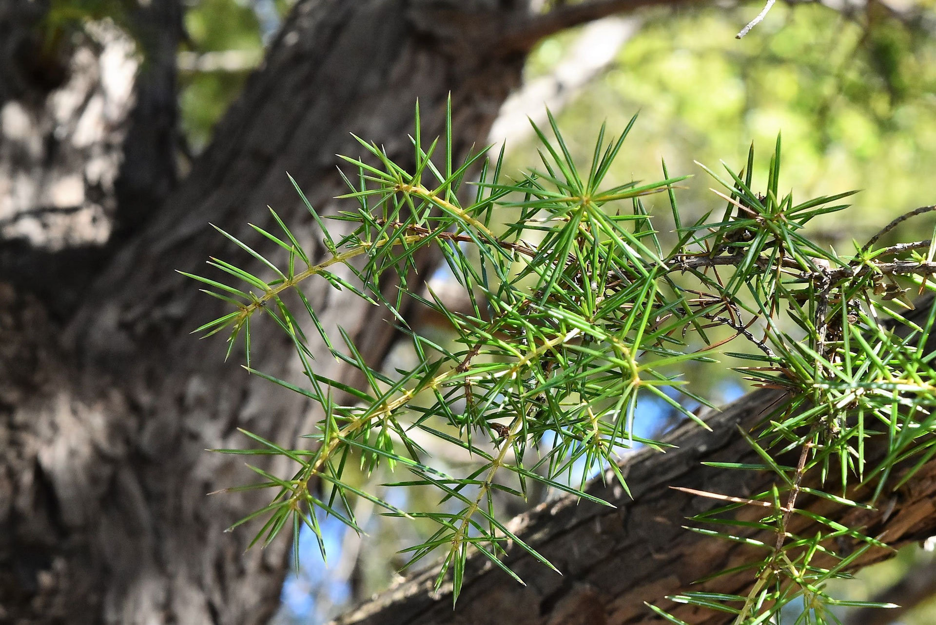 トショウの木 トショウの木 トショウ｜石木花｜SEKIBOKKA