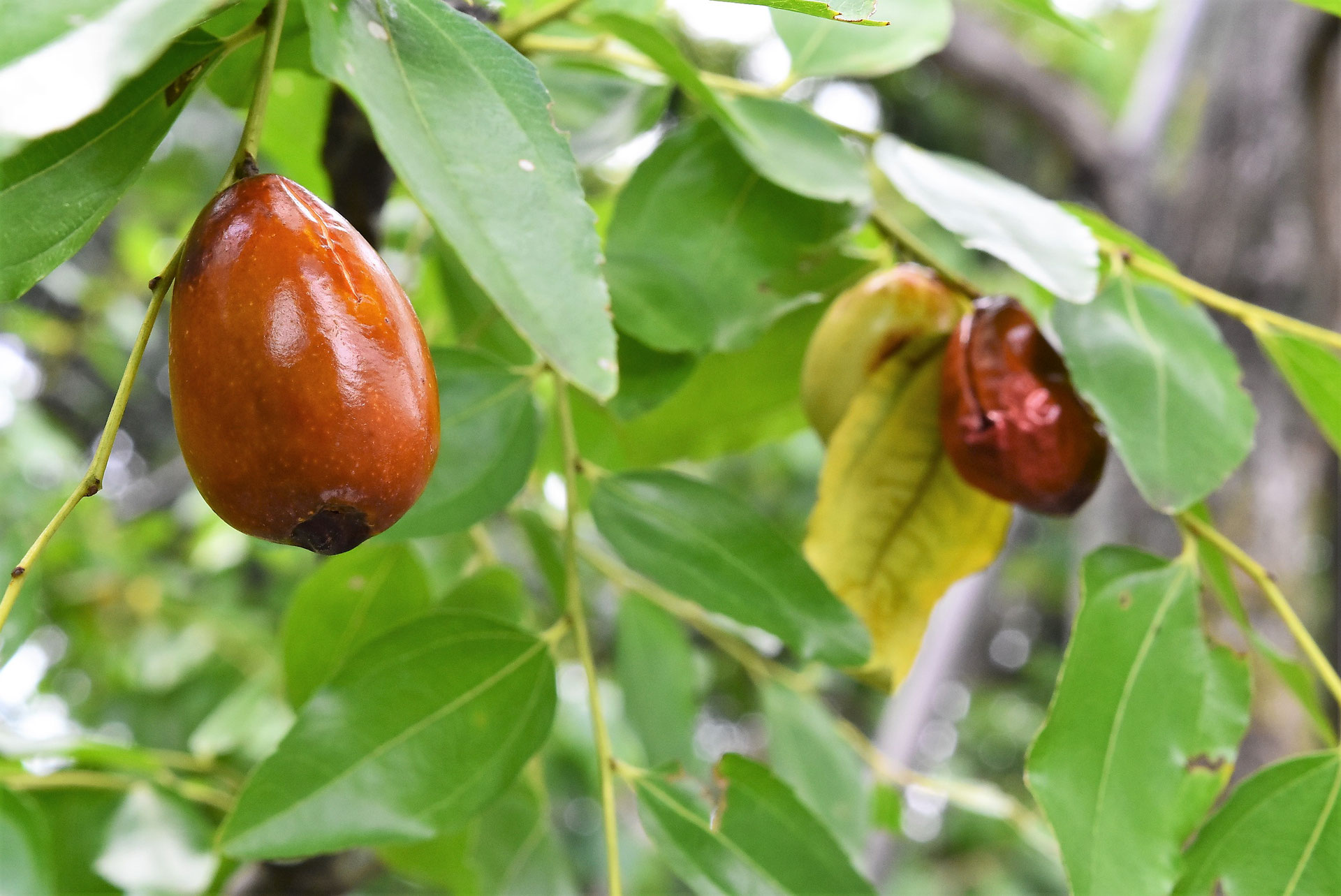 ナツメの苗木 赤い果実 1株 （ナツメ（棗） - 庭木図鑑 植木