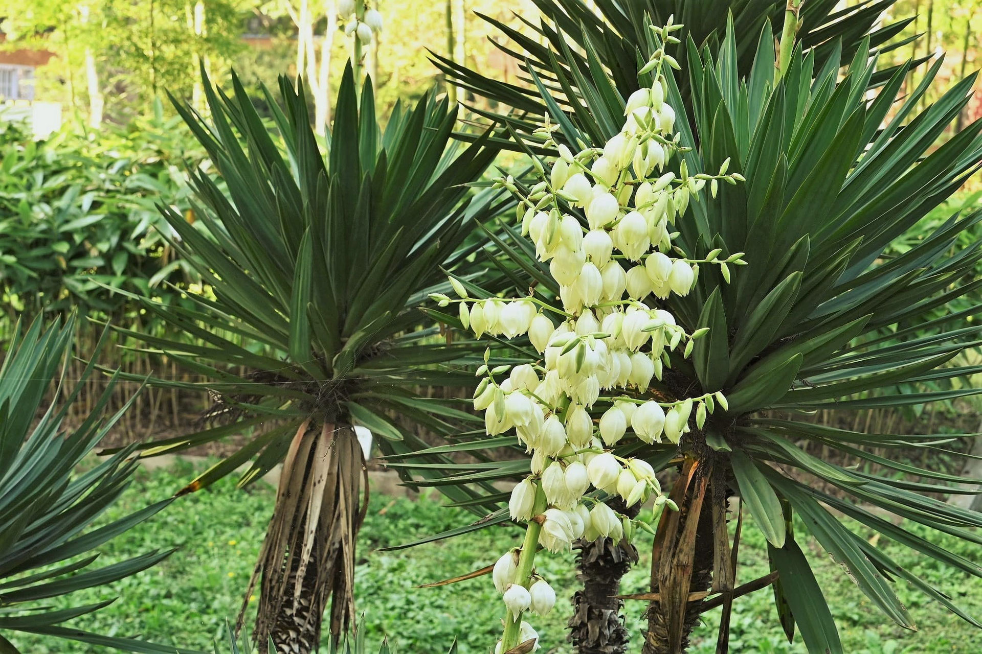 ユッカ グロリオサ ダブルヘッド キミガヨラン ユッカ・グラリオサ