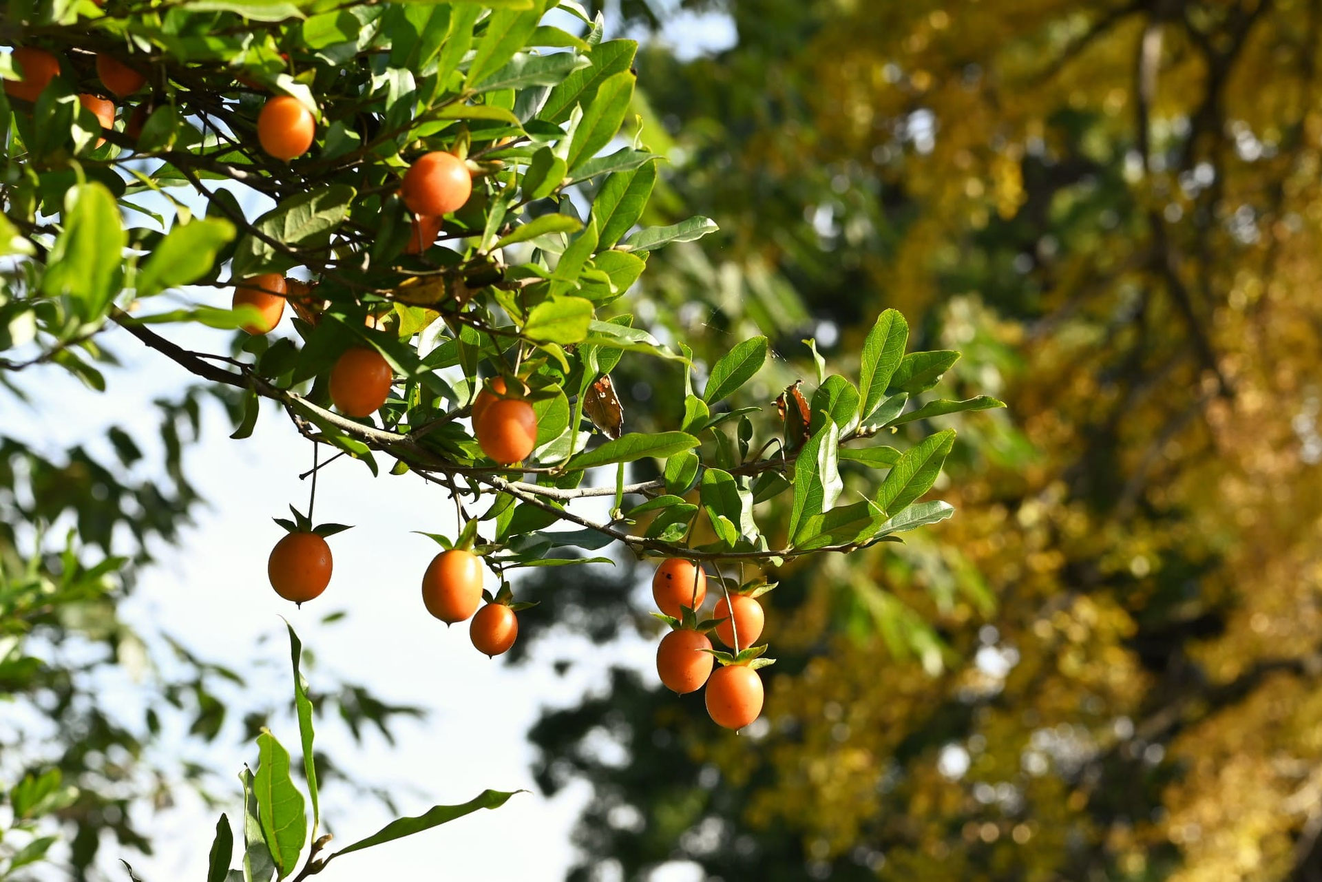 三河盆栽　トキワ柿　盆栽 三河盆栽 トキワ柿 盆栽 M】柿 盆栽/Chinese persimmon bonsai