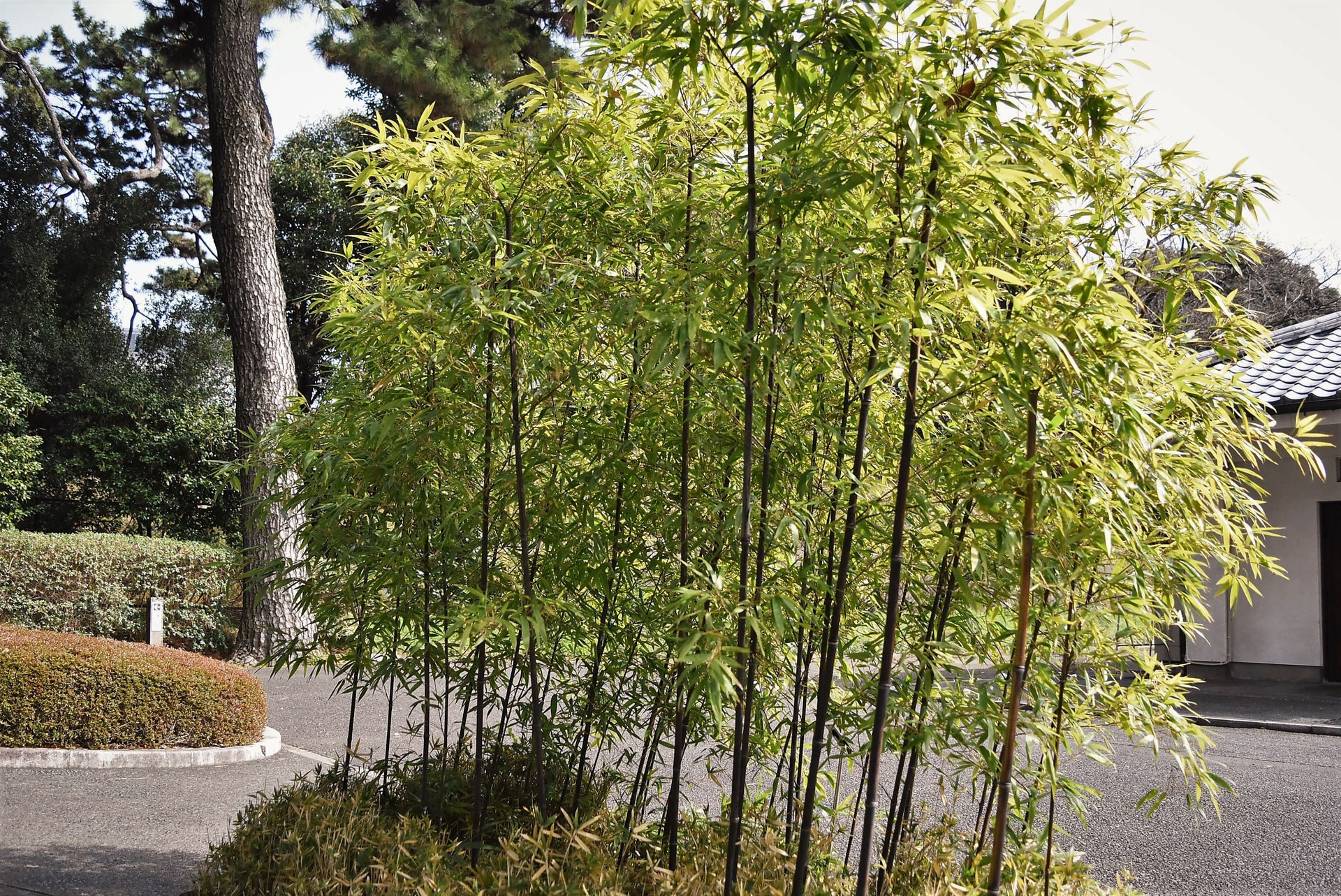 黒竹 クロチク 苗8株(9/6)根付き抜群 植え付け簡単 黒竹 クロチク 苗8株(