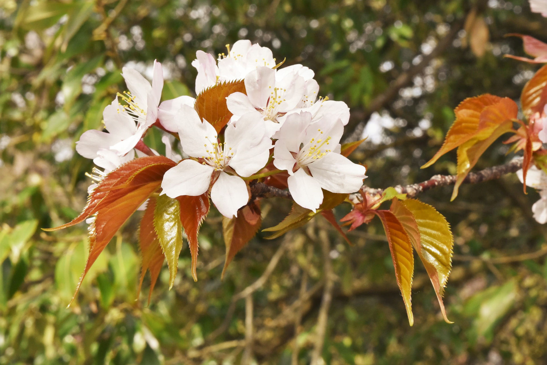 オオヤマザクラ 大山桜 庭木図鑑 植木ペディア オオヤマザクラ 大山桜 庭木図鑑 植木ペディア