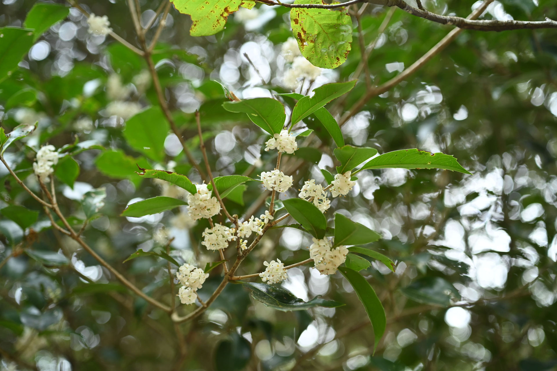 ひいらぎページ 楽天市場】ヒイラギモクセイ 斑入 3.5号ポット苗 挿し木 【ハナヒロ