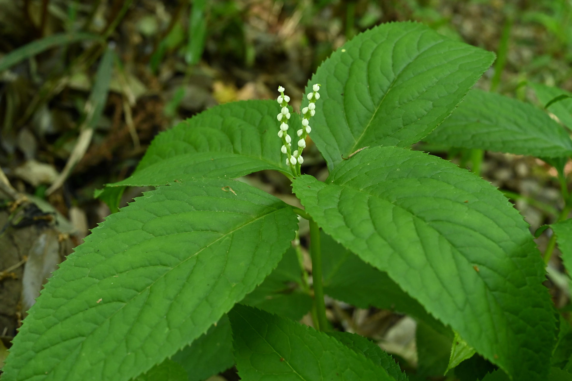 フタリシズカ 二人静 庭木図鑑 植木ペディア