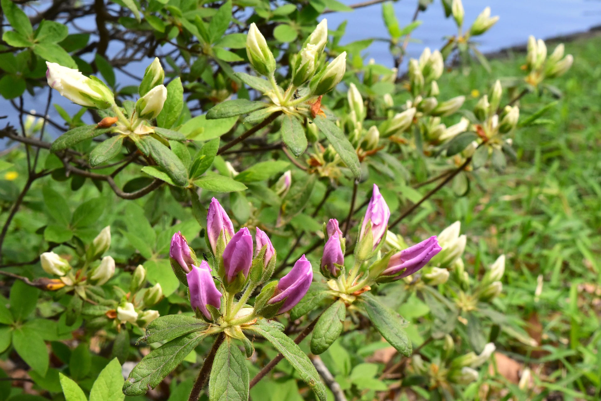 オオムラサキツツジ 大紫躑躅 庭木図鑑 植木ペディア