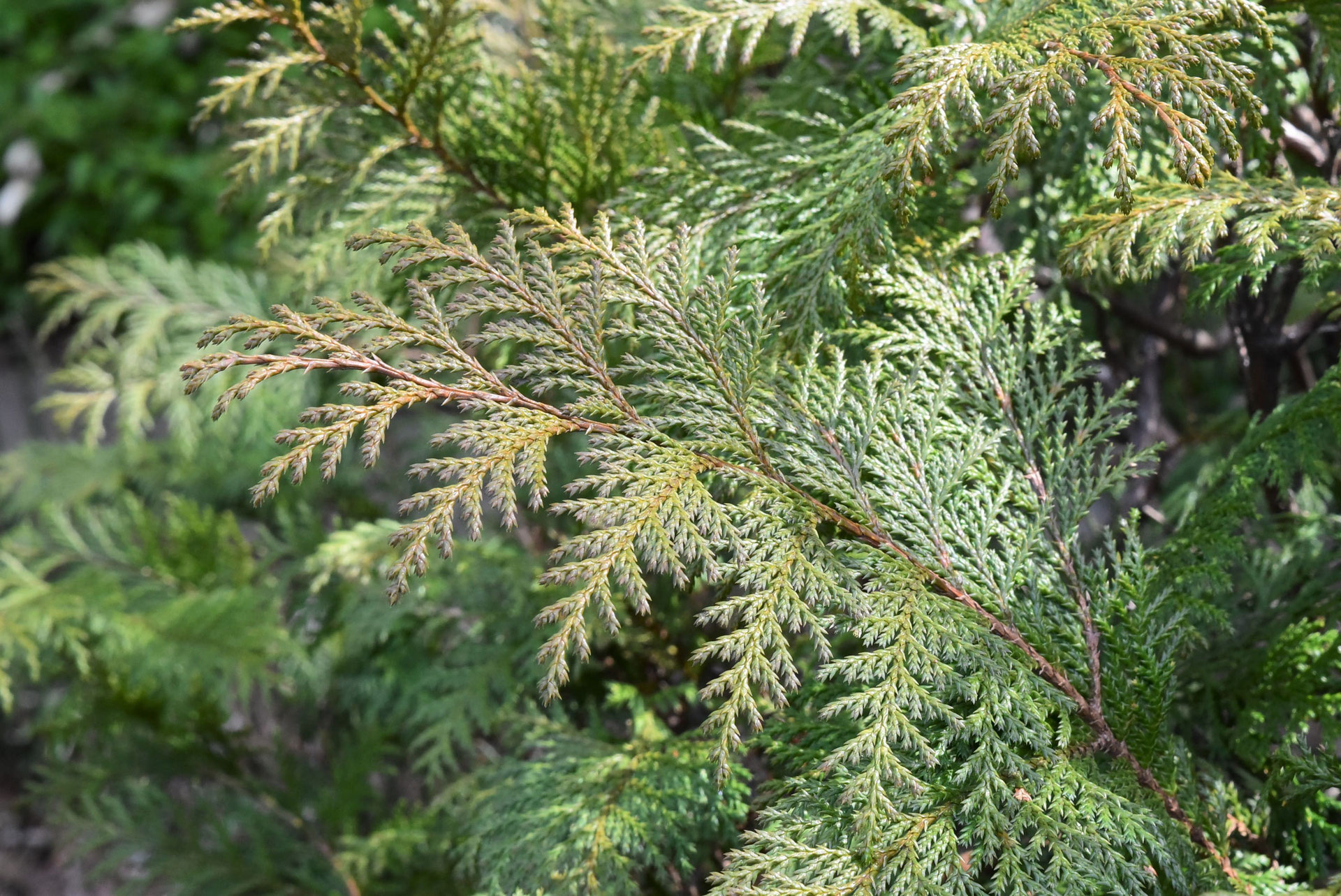 シノブヒバ 忍檜葉 庭木図鑑 植木ペディア