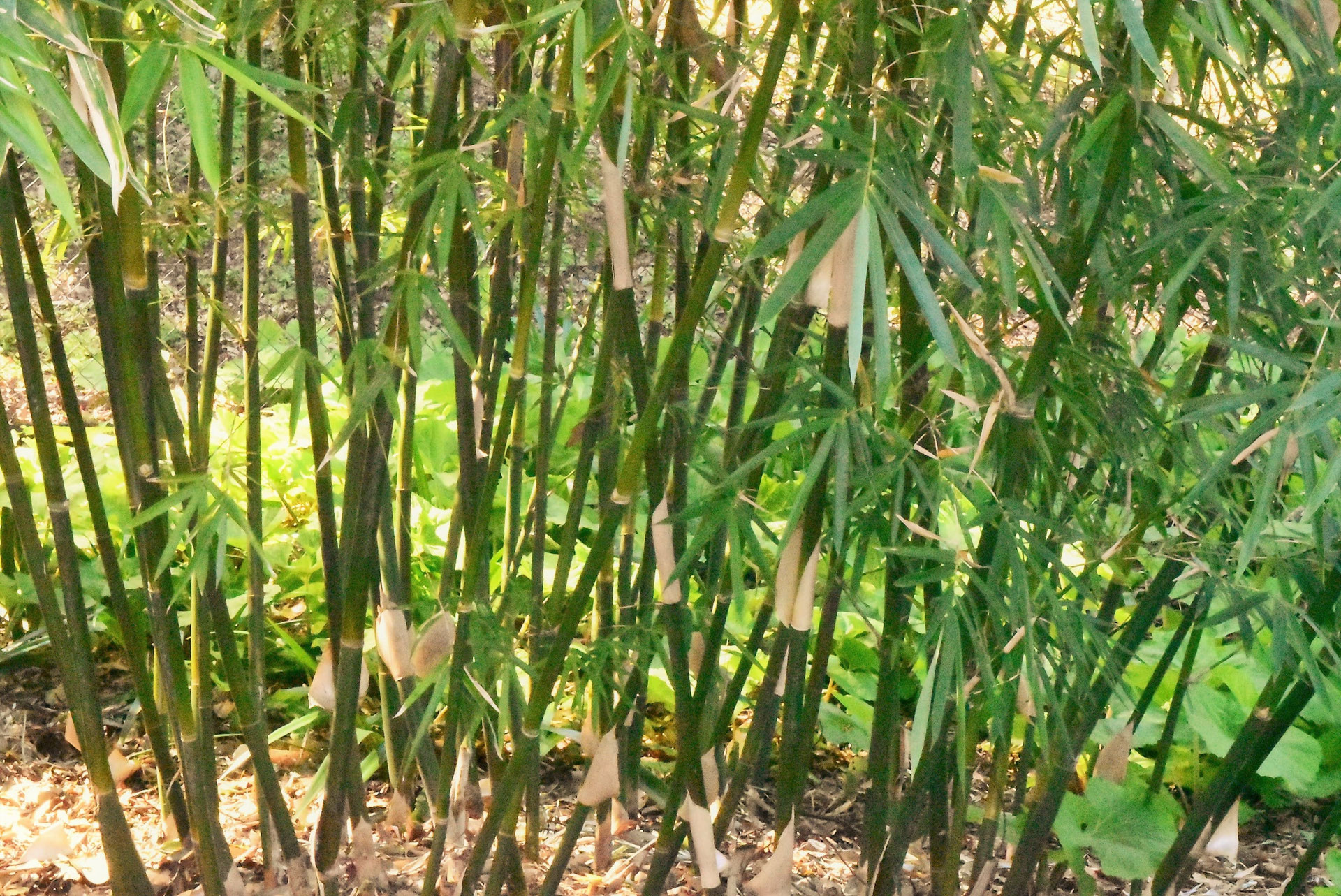 希少❗️蓬莱竹　ホウライチク ホウライチク／ほうらいちく／蓬莱竹 - 庭木図鑑 植木ペディア