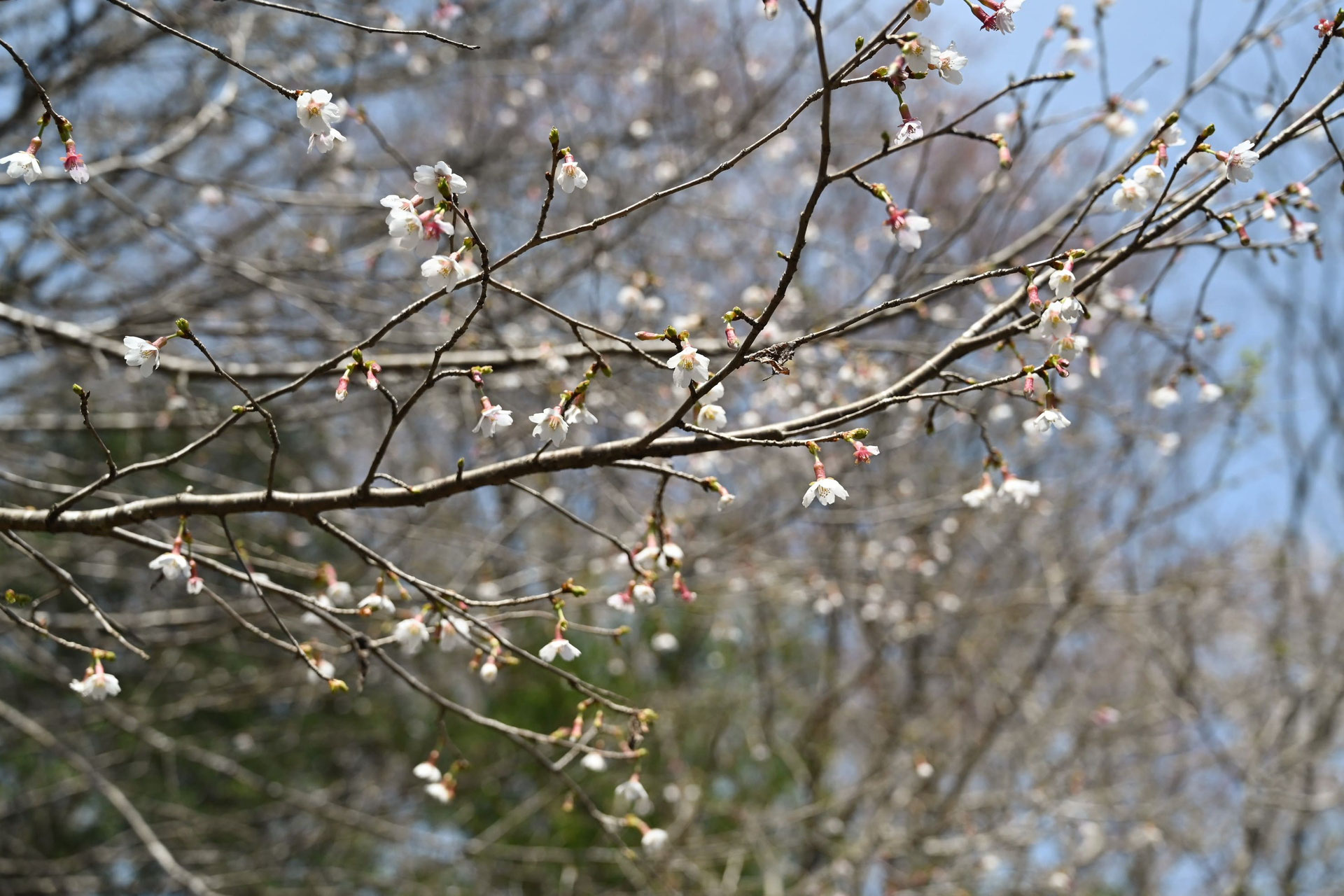 マメザクラ 庭木図鑑 植木ペディア マメザクラ 庭木図鑑 植木ペディア