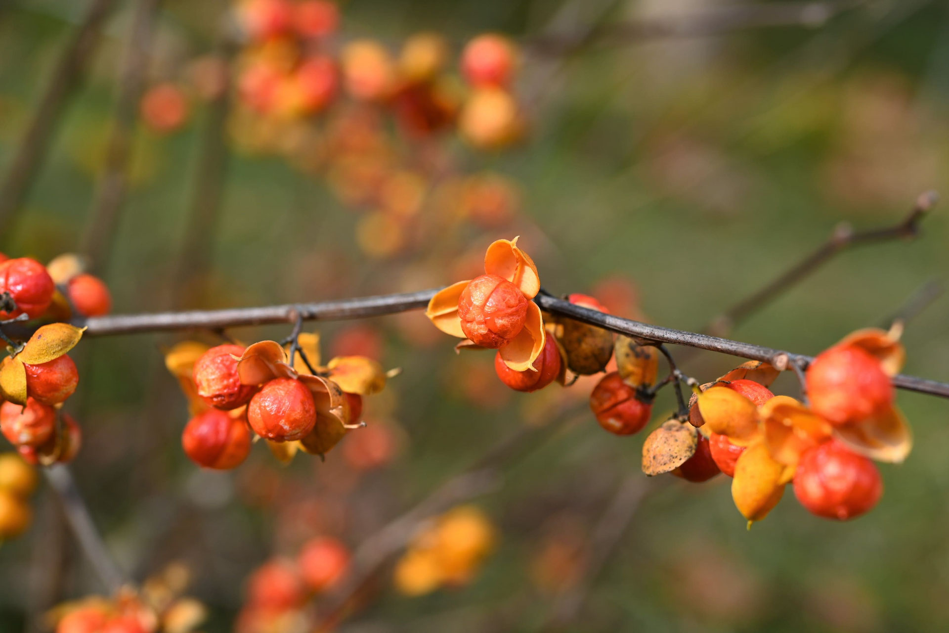 ツルウメモドキ ツルウメモドキ - 庭木図鑑 植木ペディア