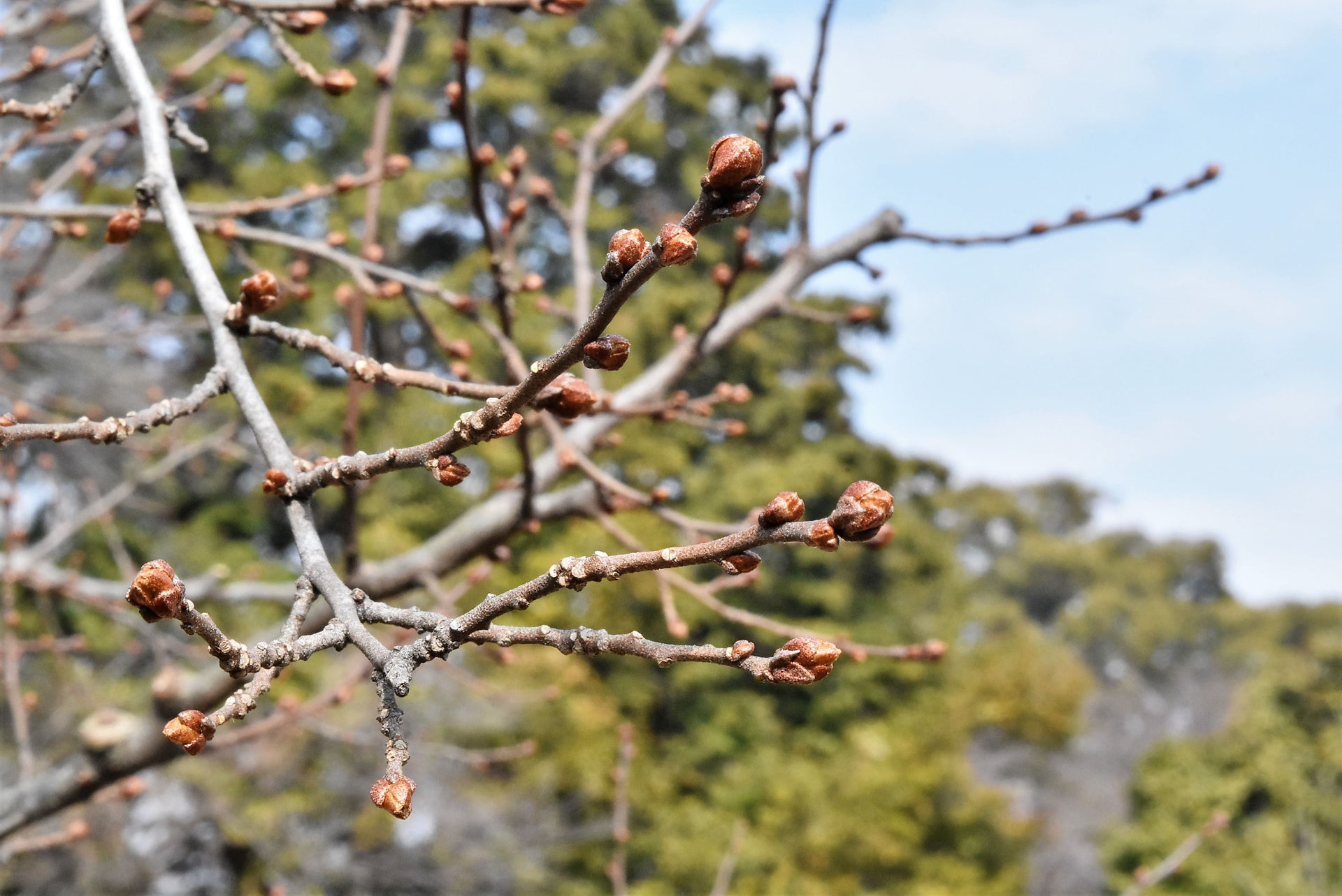 トウグミ 唐茱萸 庭木図鑑 植木ペディア