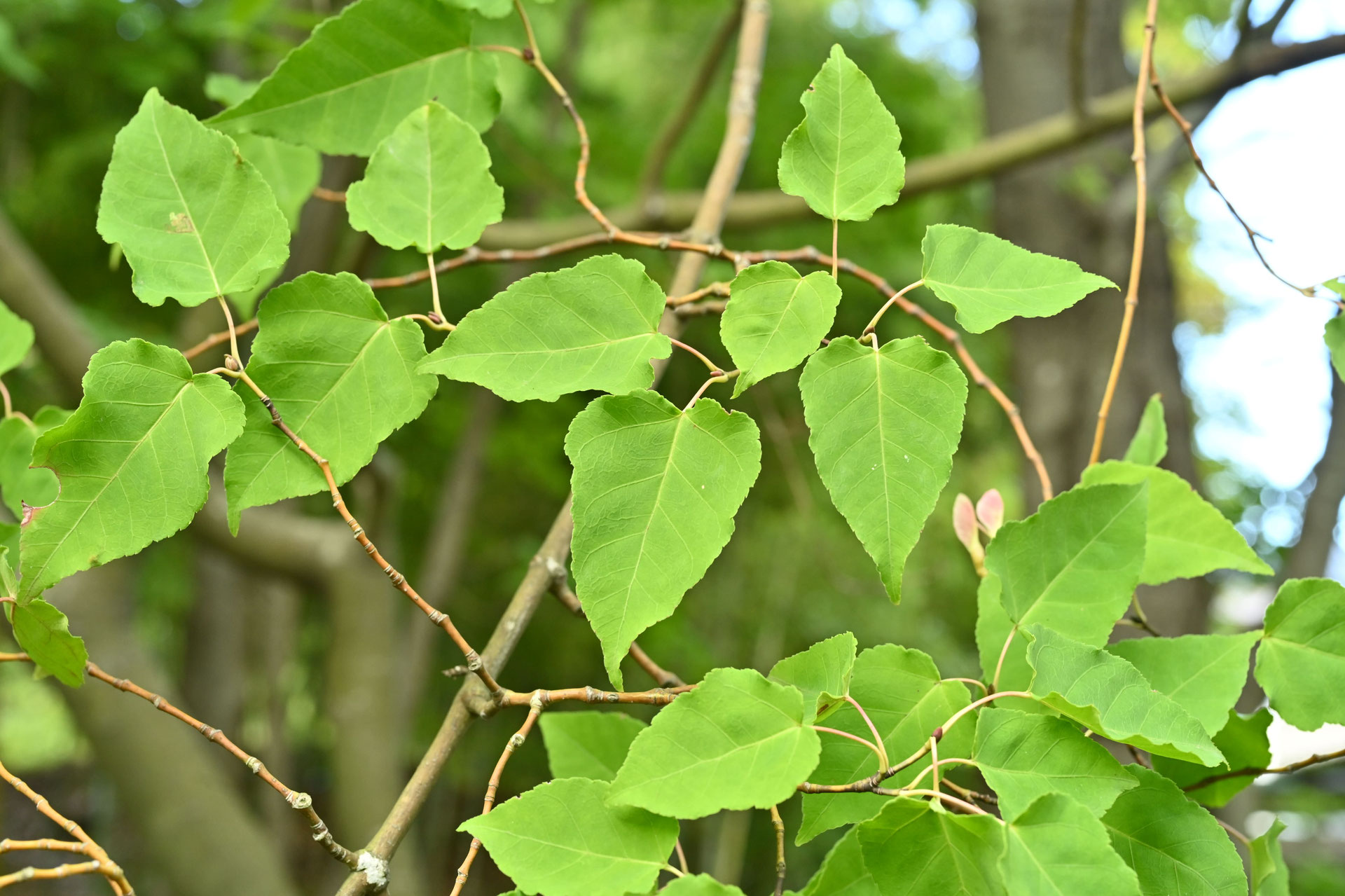 ウリカエデ／うりかえで／瓜楓 - 庭木図鑑 植木ペディア