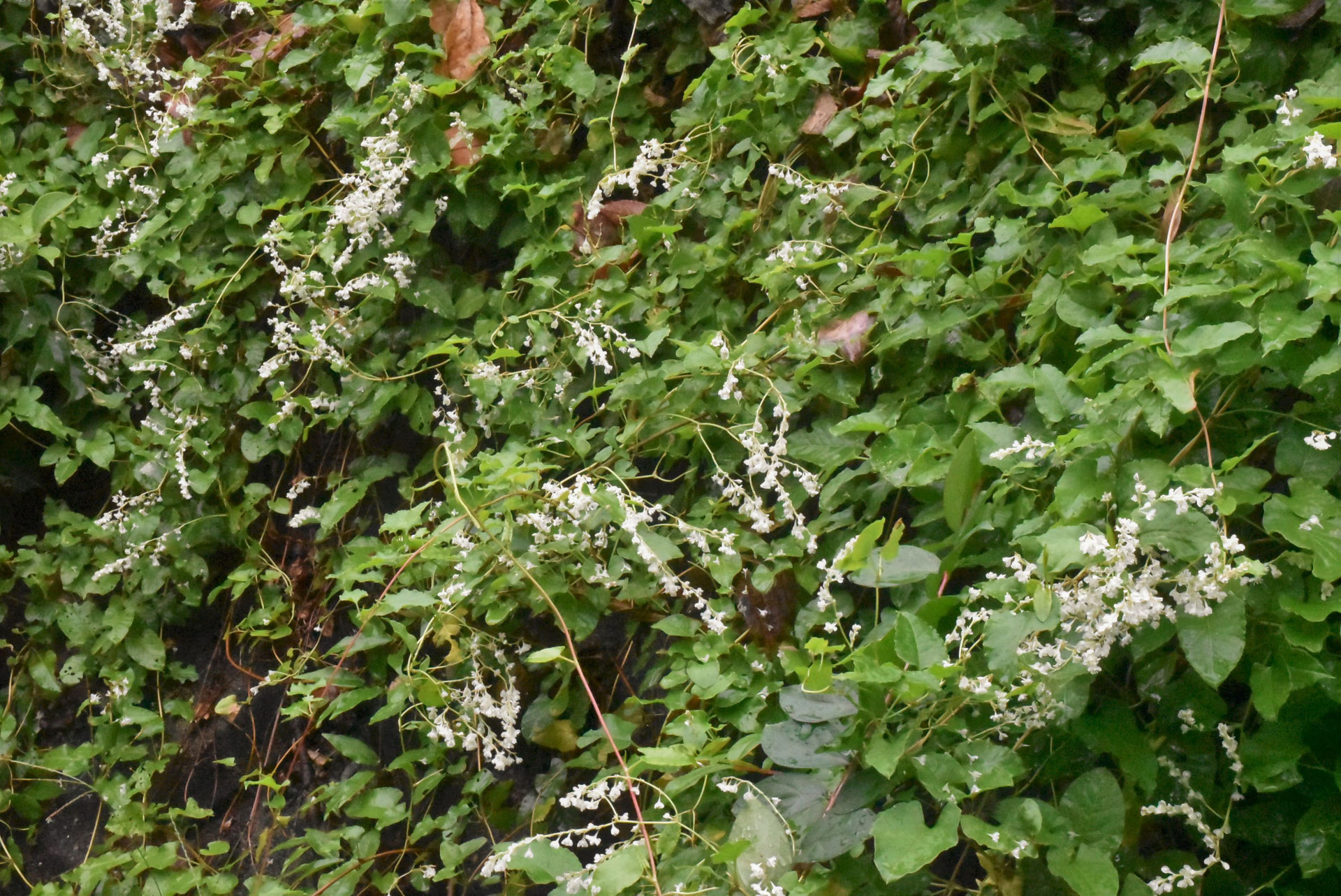 ナツユキカズラ なつゆきかずら 夏雪葛 庭木図鑑 植木ペディア ナツユキカズラ なつゆきかずら 夏雪葛 庭木図鑑 植木ペディア