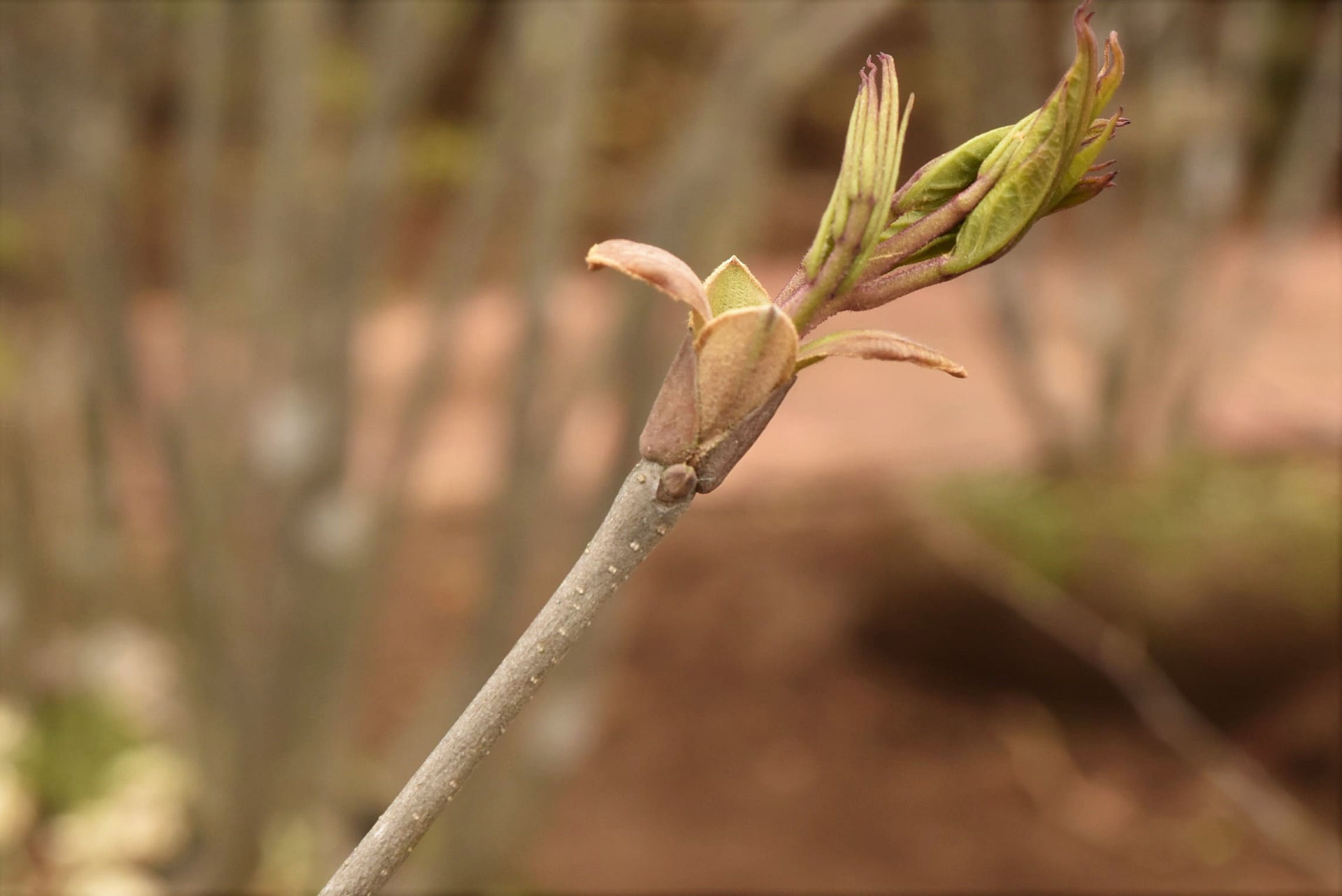 アオダモ 庭木図鑑 植木ペディア