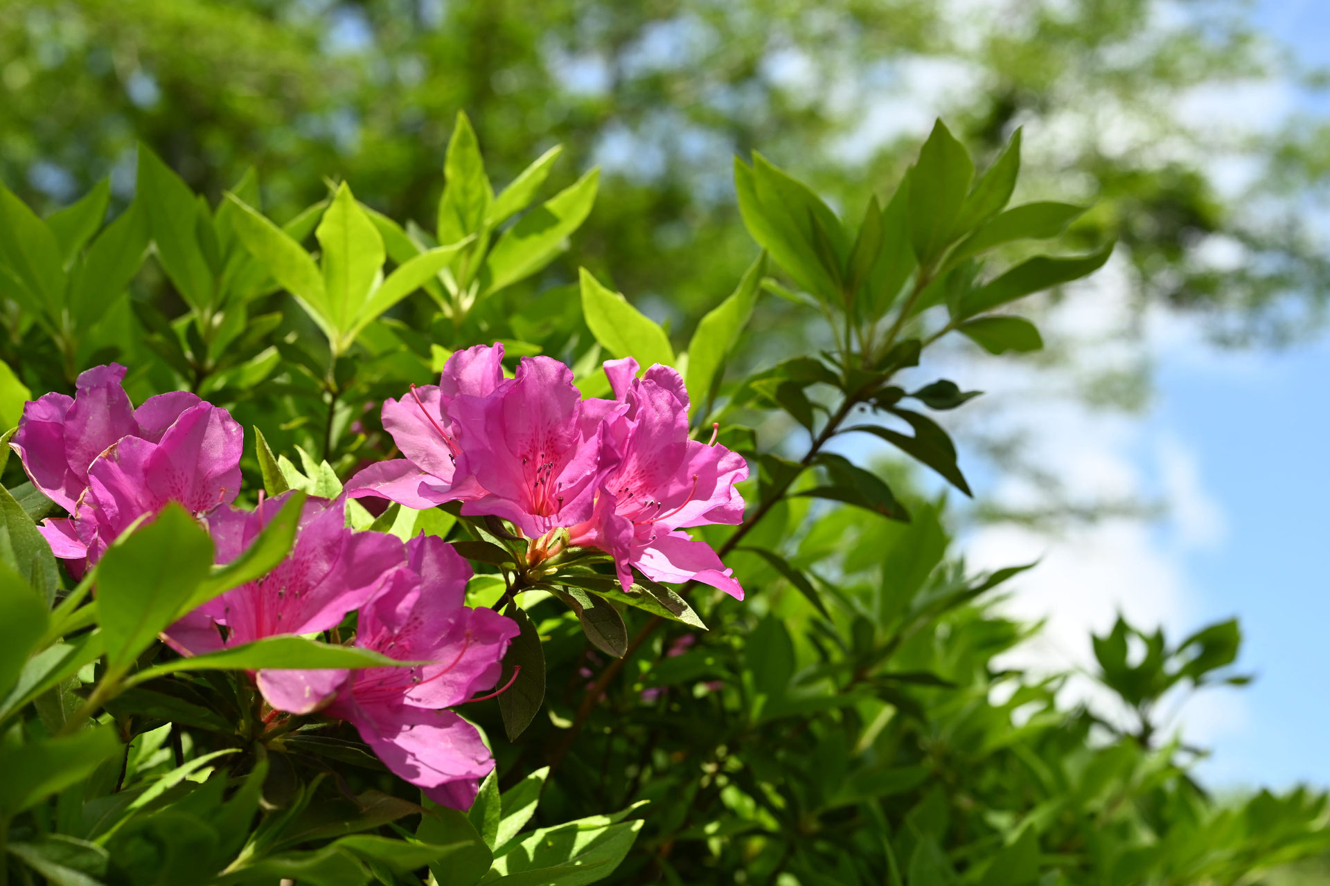 オオムラサキツツジ・赤花【現品】管理818 【植木・苗木・庭木・家庭菜園】