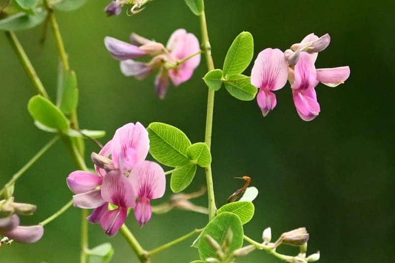 ヤマハギ 山萩 庭木図鑑 植木ペディア