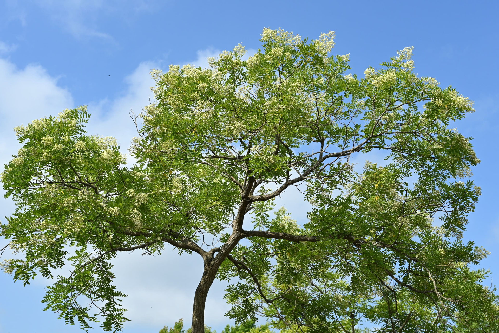 エンジュ 庭木図鑑 植木ペディア エンジュ 庭木図鑑 植木ペディア