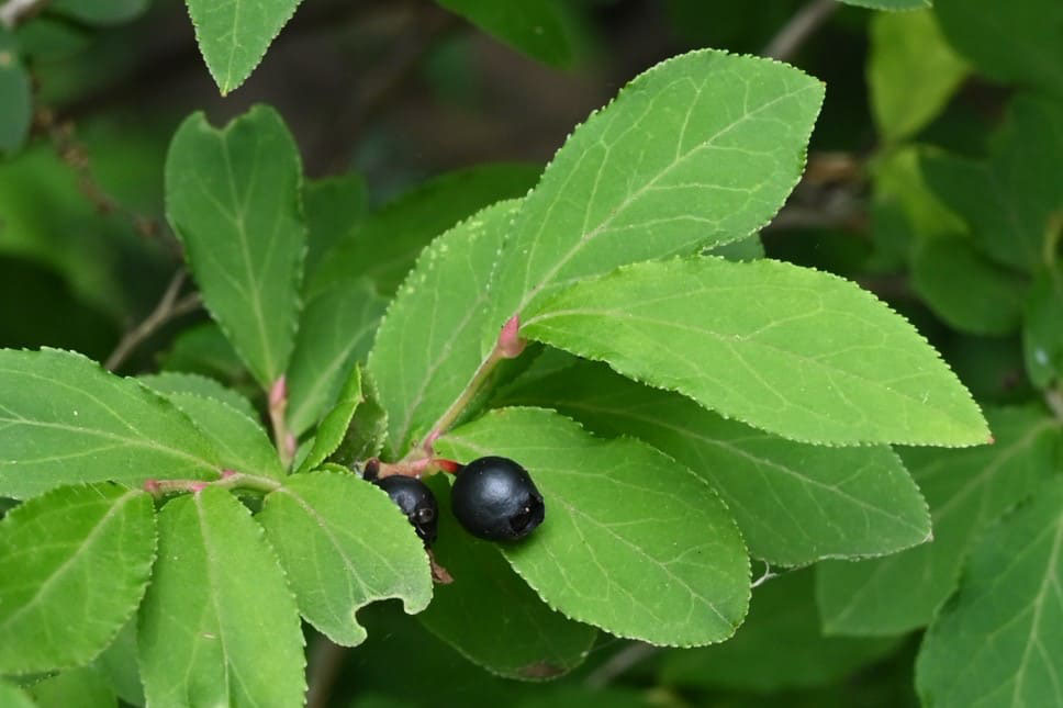 スノキ 酢の木 庭木図鑑 植木ペディア スノキ 酢の木 庭木図鑑 植木ペディア