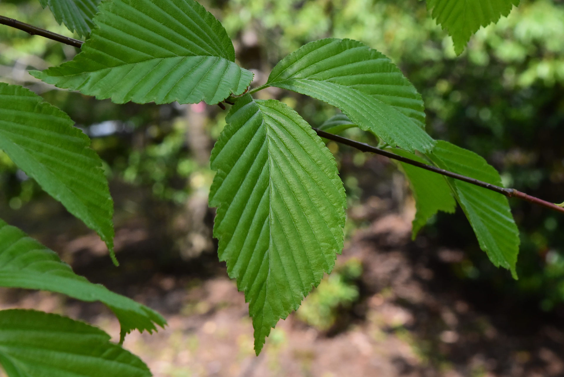アズキナシ - 庭木図鑑 植木ペディア