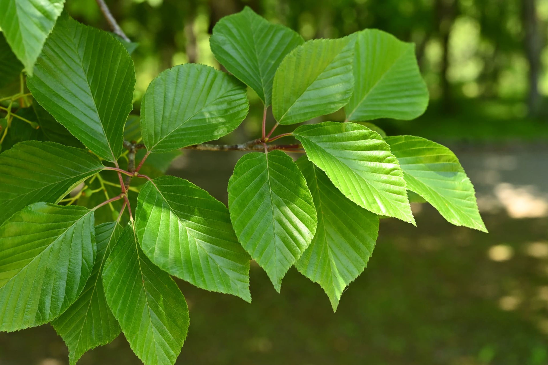 アズキナシ - 庭木図鑑 植木ペディア