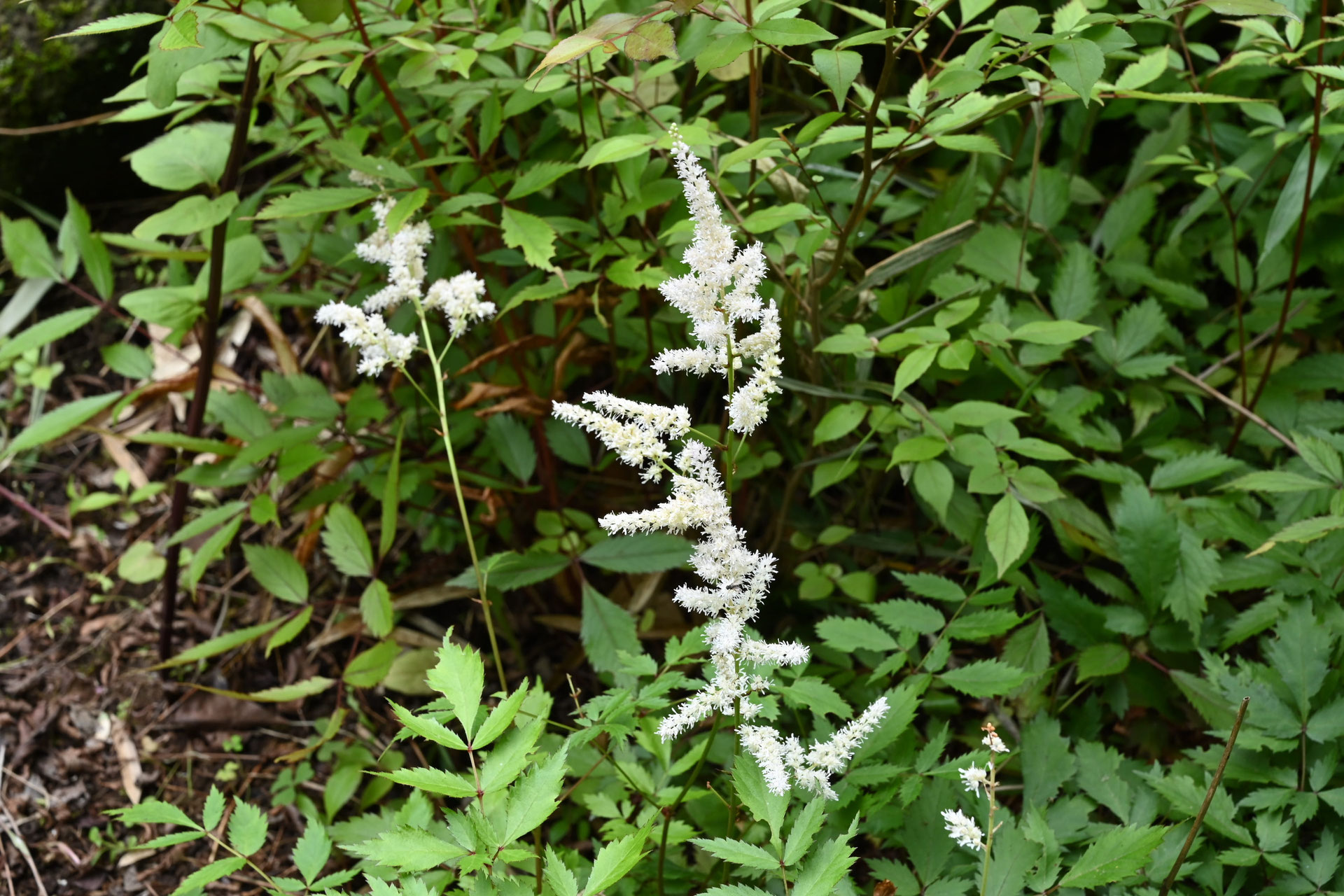 アワモリショウマ 泡盛しょうま 庭木図鑑 植木ペディア アワモリショウマ 泡盛しょうま 庭木図鑑 植木ペディア