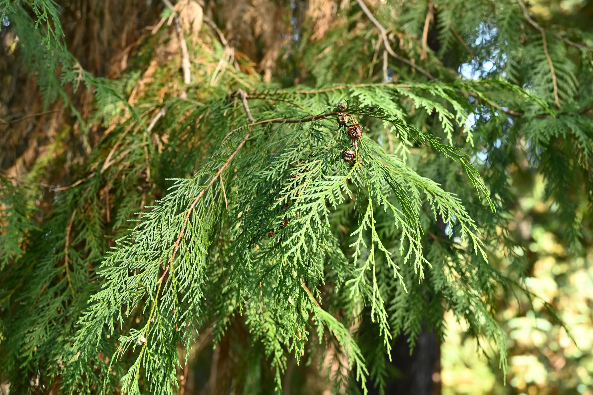 ローソンヒノキ-針葉樹-ろーそん ローソンヒノキ-針葉樹-ろーそん