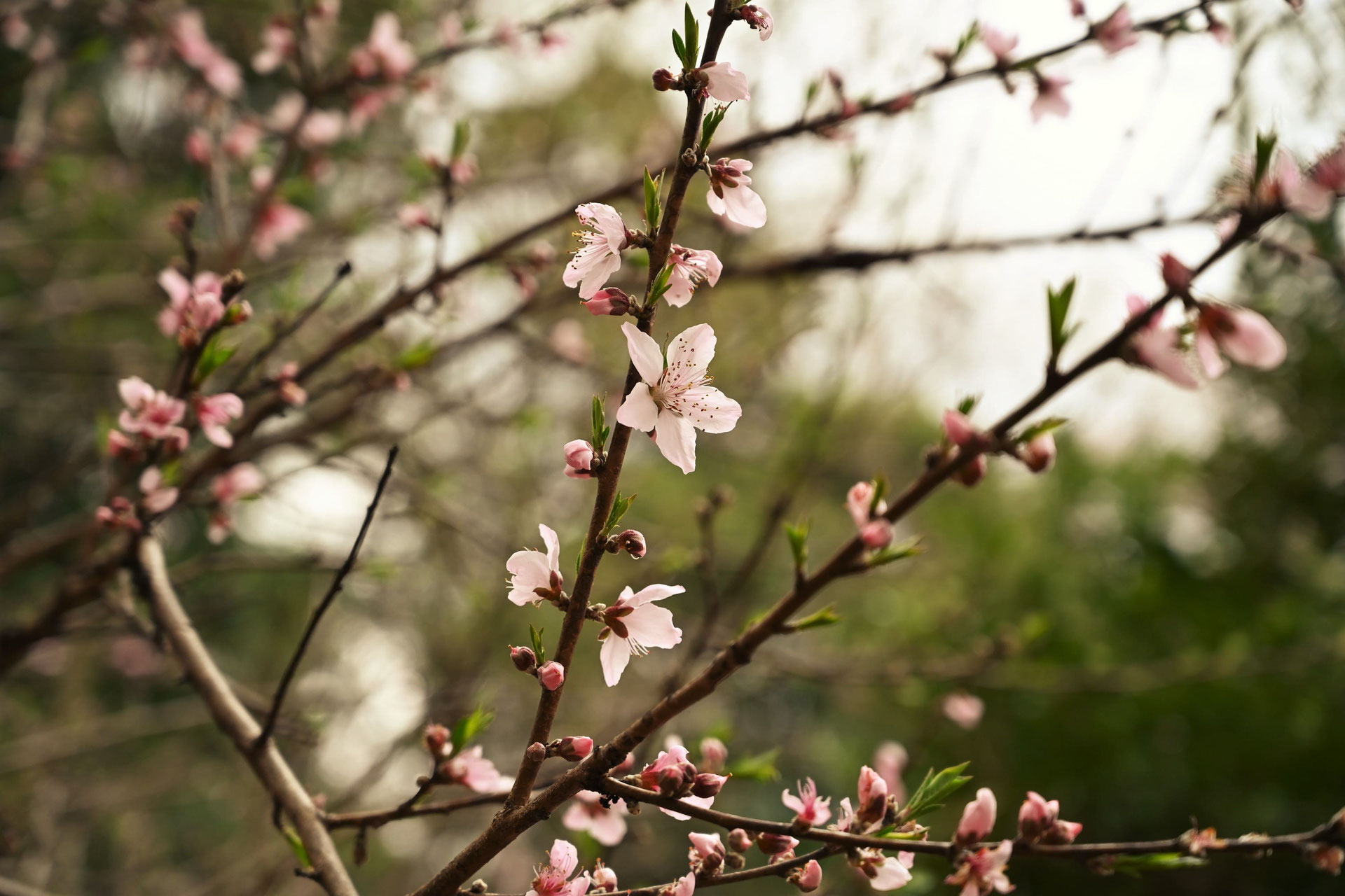 枝垂れ花桃 庭木 樹木 購入