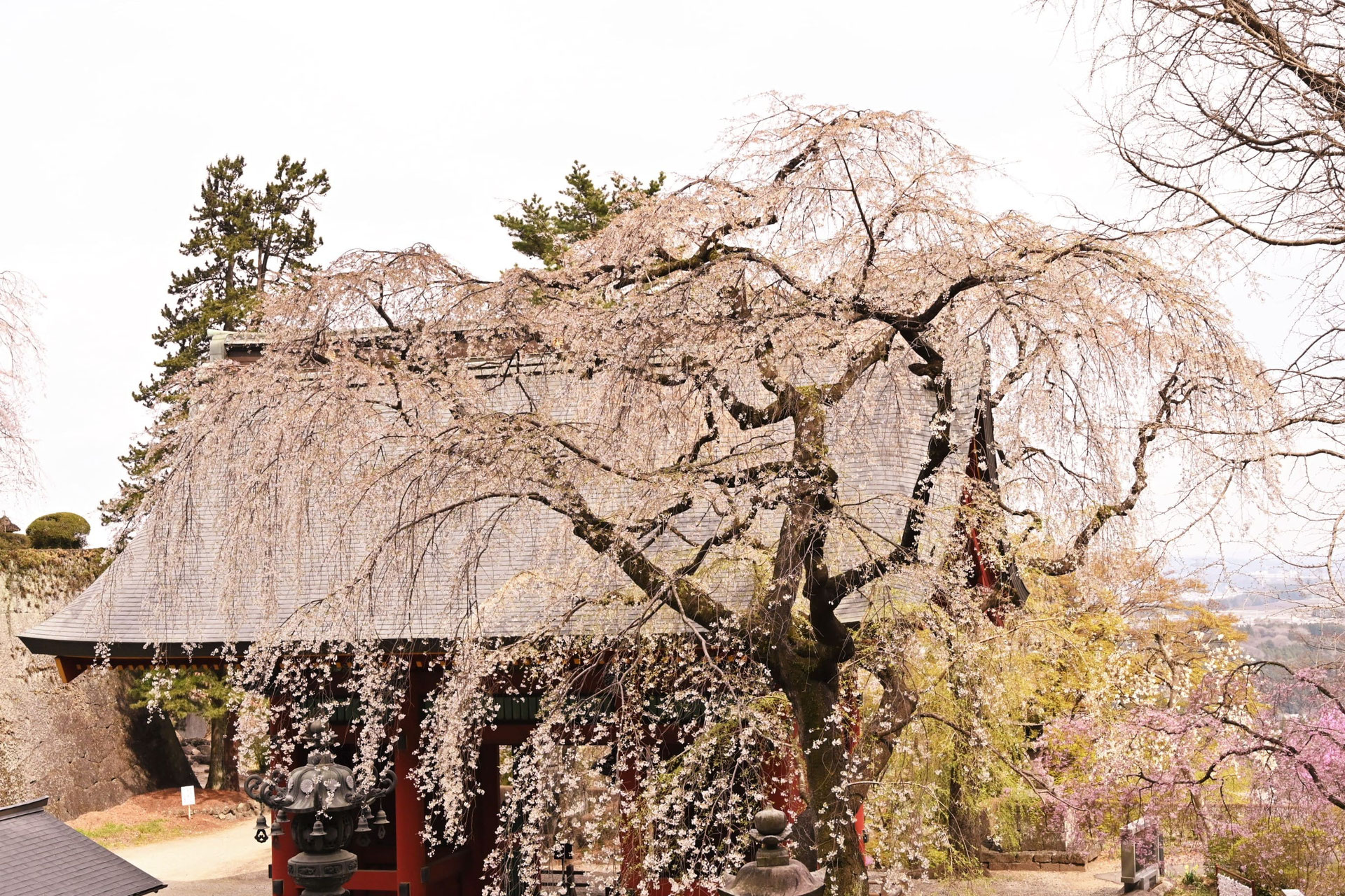 シダレザクラ しだれざくら 枝垂桜 庭木図鑑 植木ペディア