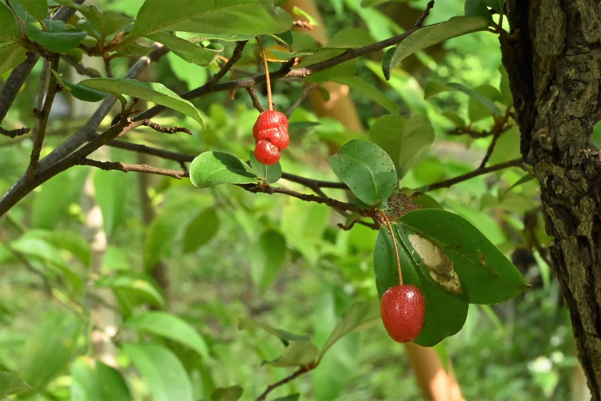 ナツグミ なつぐみ 夏茱萸 庭木図鑑 植木ペディア