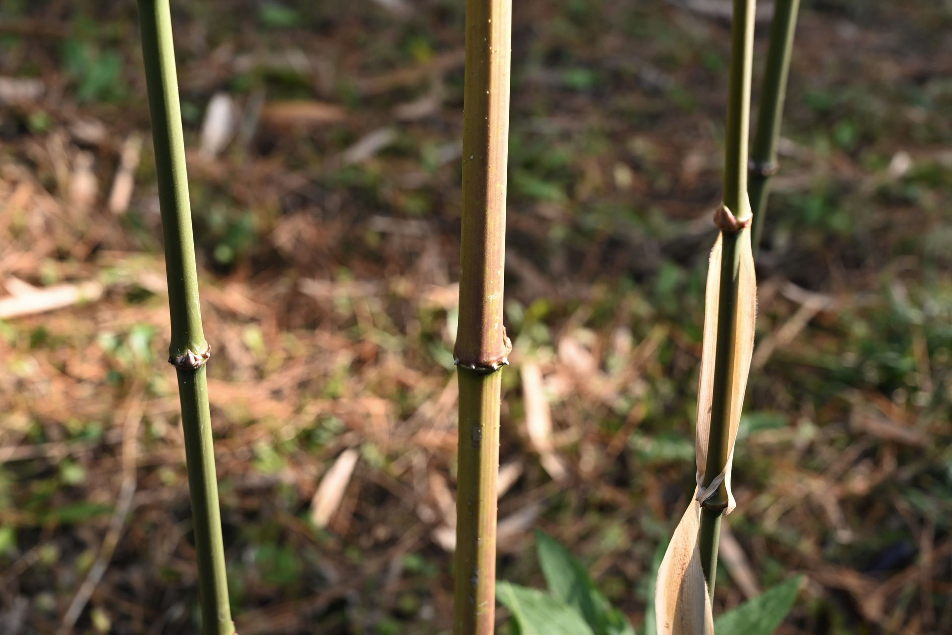 シホウチク しほうちく 四方竹 庭木図鑑 植木ペディア