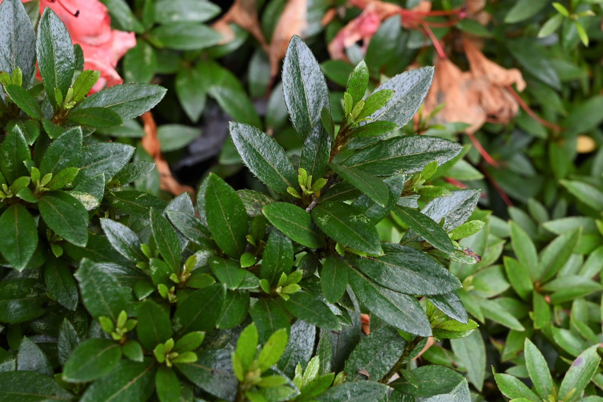 サツキ 皐月 庭木図鑑 植木ペディア サツキ 皐月 庭木図鑑 植木ペディア