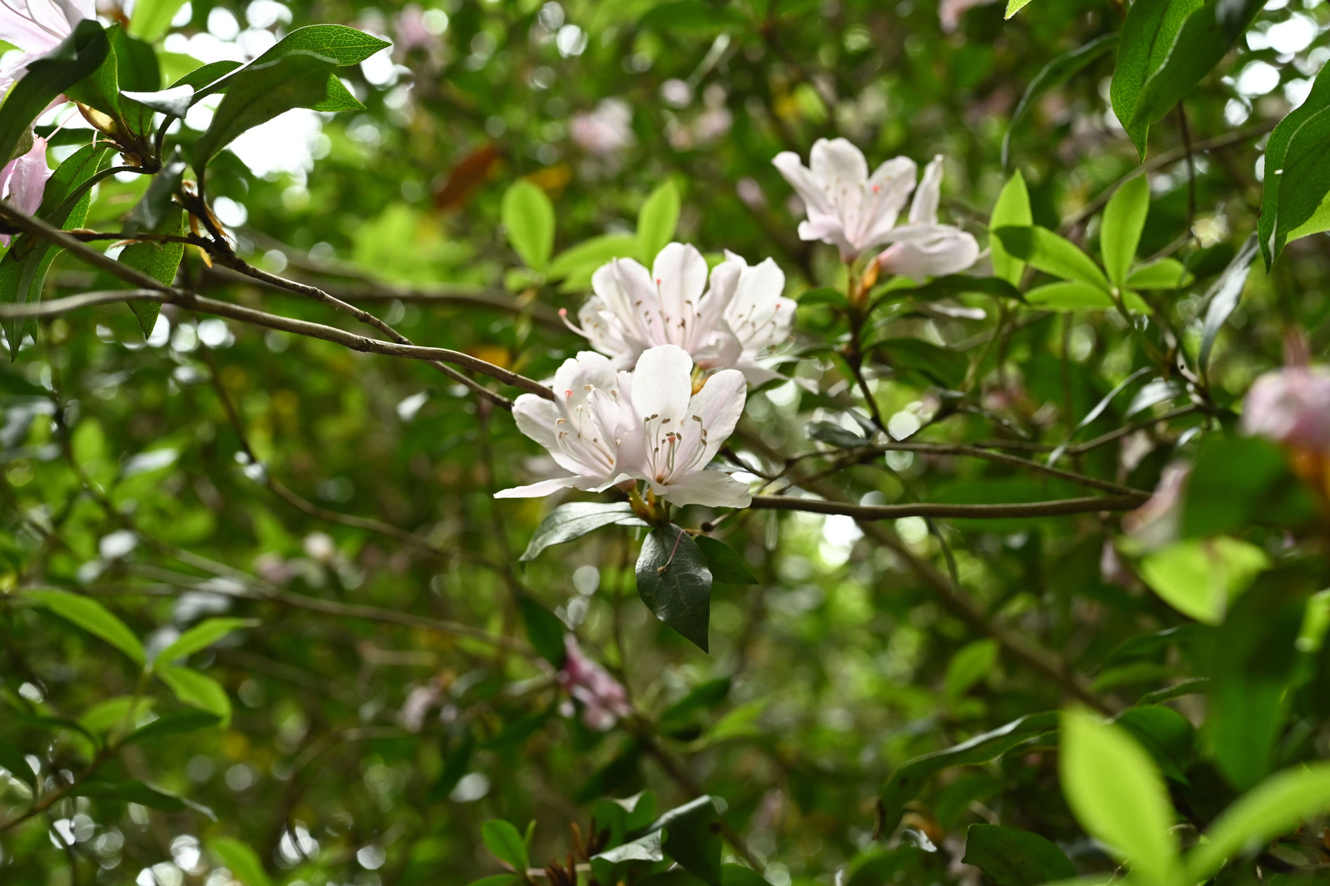 ノマツツジ 野間ツツジ 希少 アラゲサクラツツジ