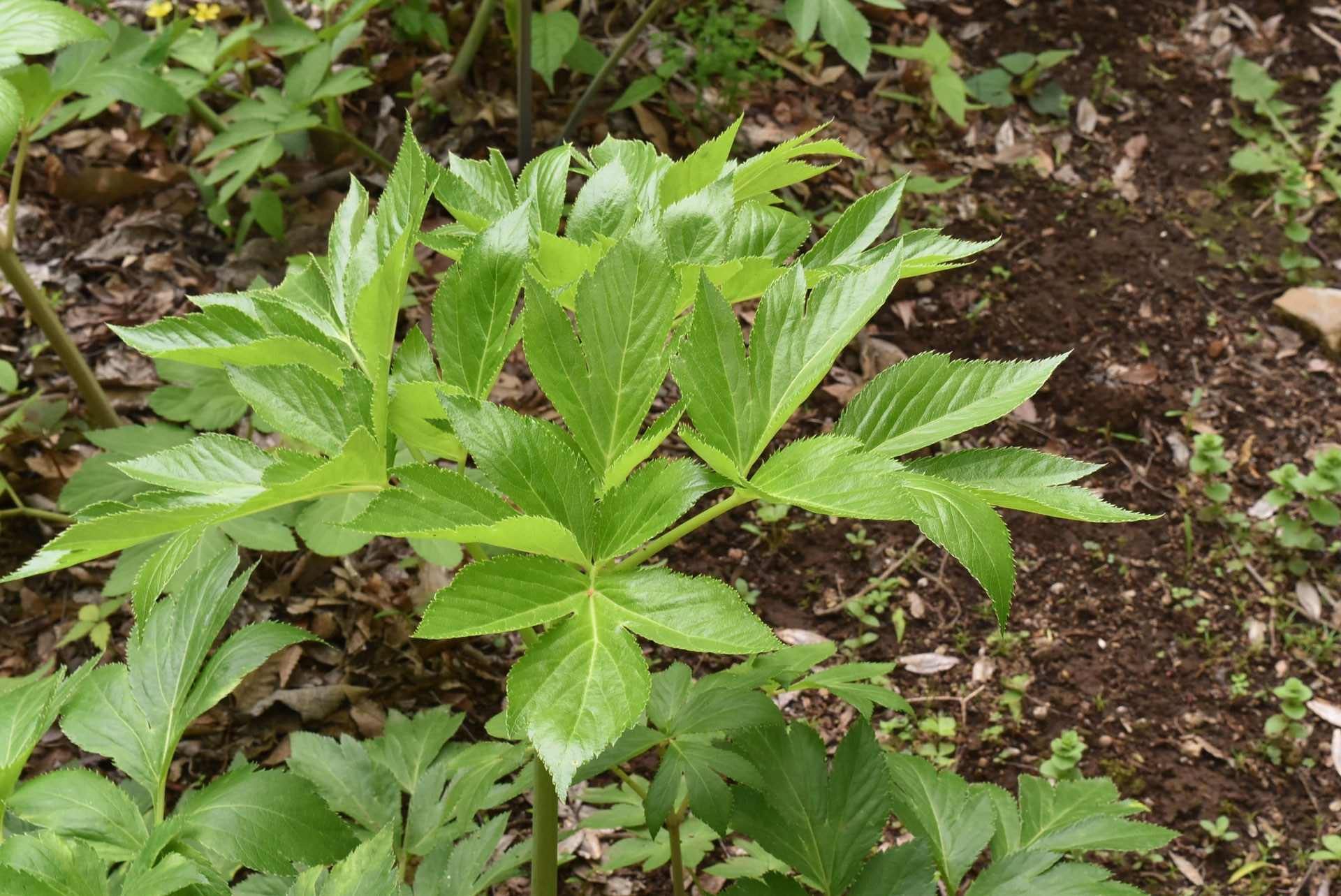 アシタバ(明日葉) 庭木図鑑 植木ペディア アシタバ(明日葉) 庭木図鑑 植木ペディア