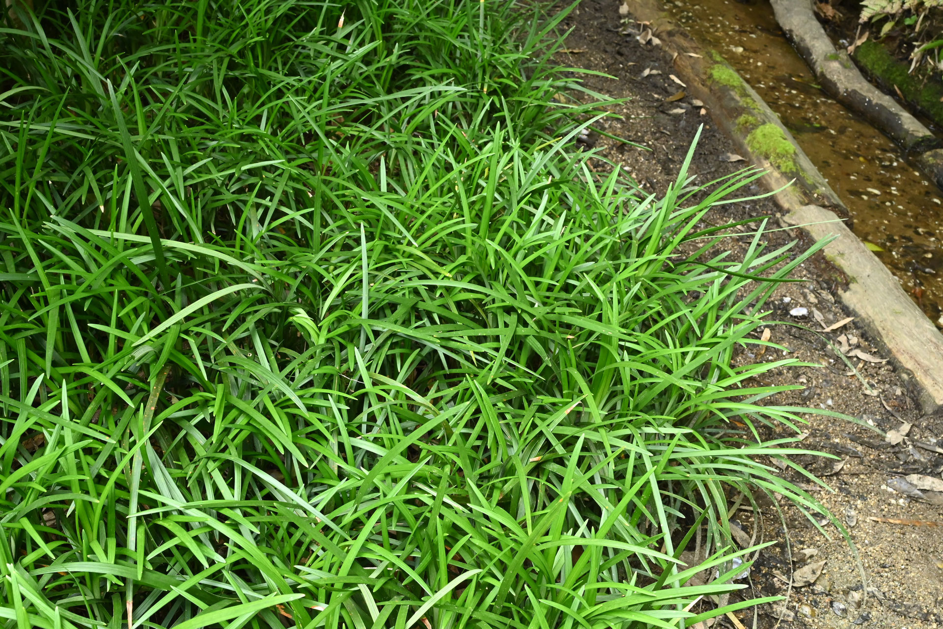 大きなりゅうのひげ-オオバ