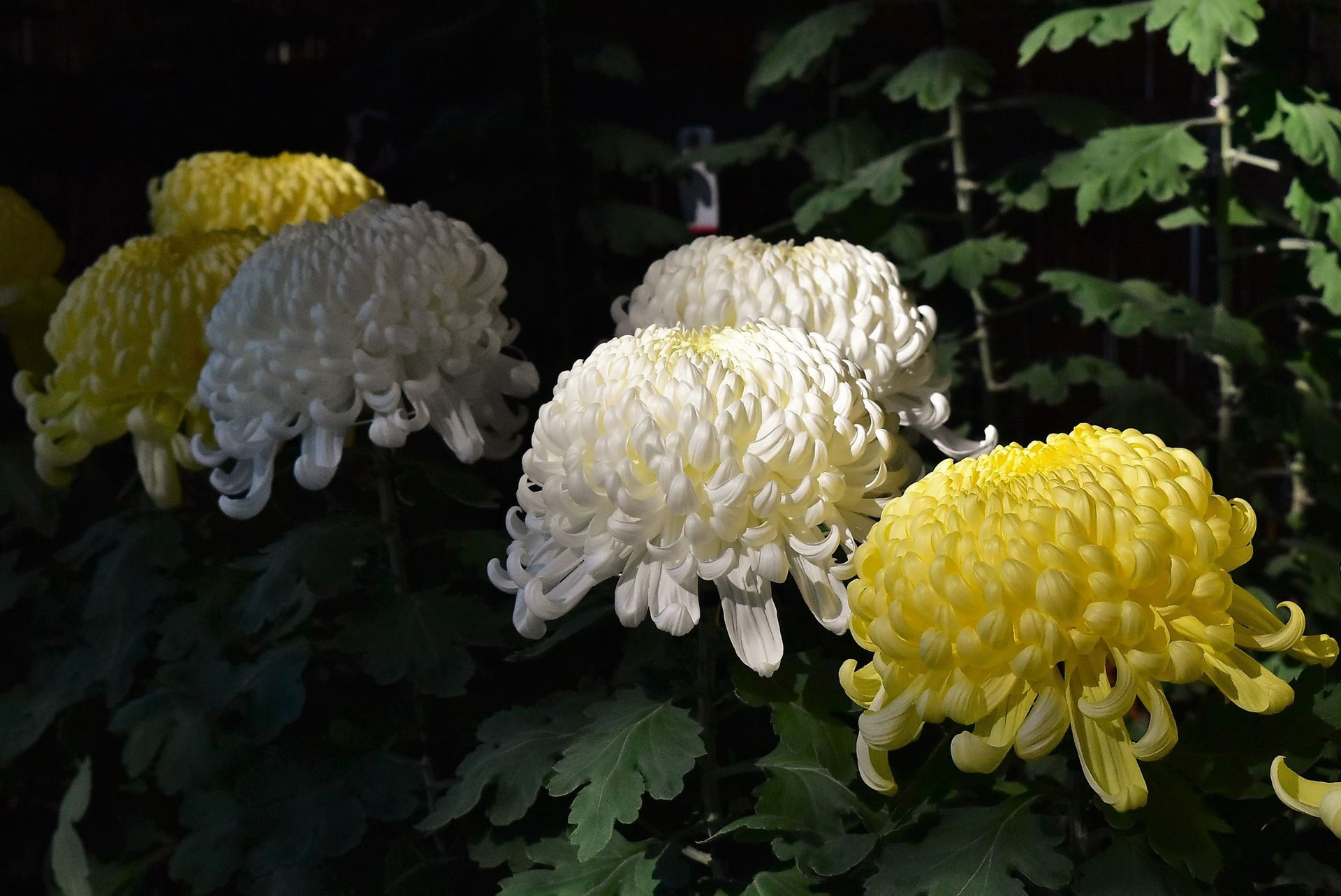 キク大事典 農文協／編　菊　花 キク大事典 農文協／編 菊 花 キク大事典 農文協／編 菊 花 キク栽培