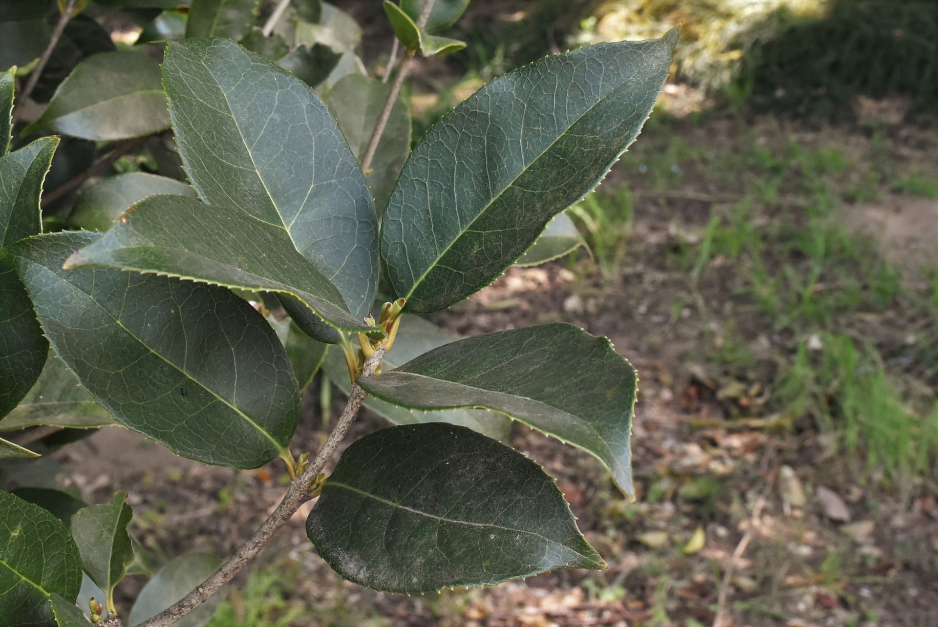 ギンモクセイ 銀木犀 庭木図鑑 植木ペディア
